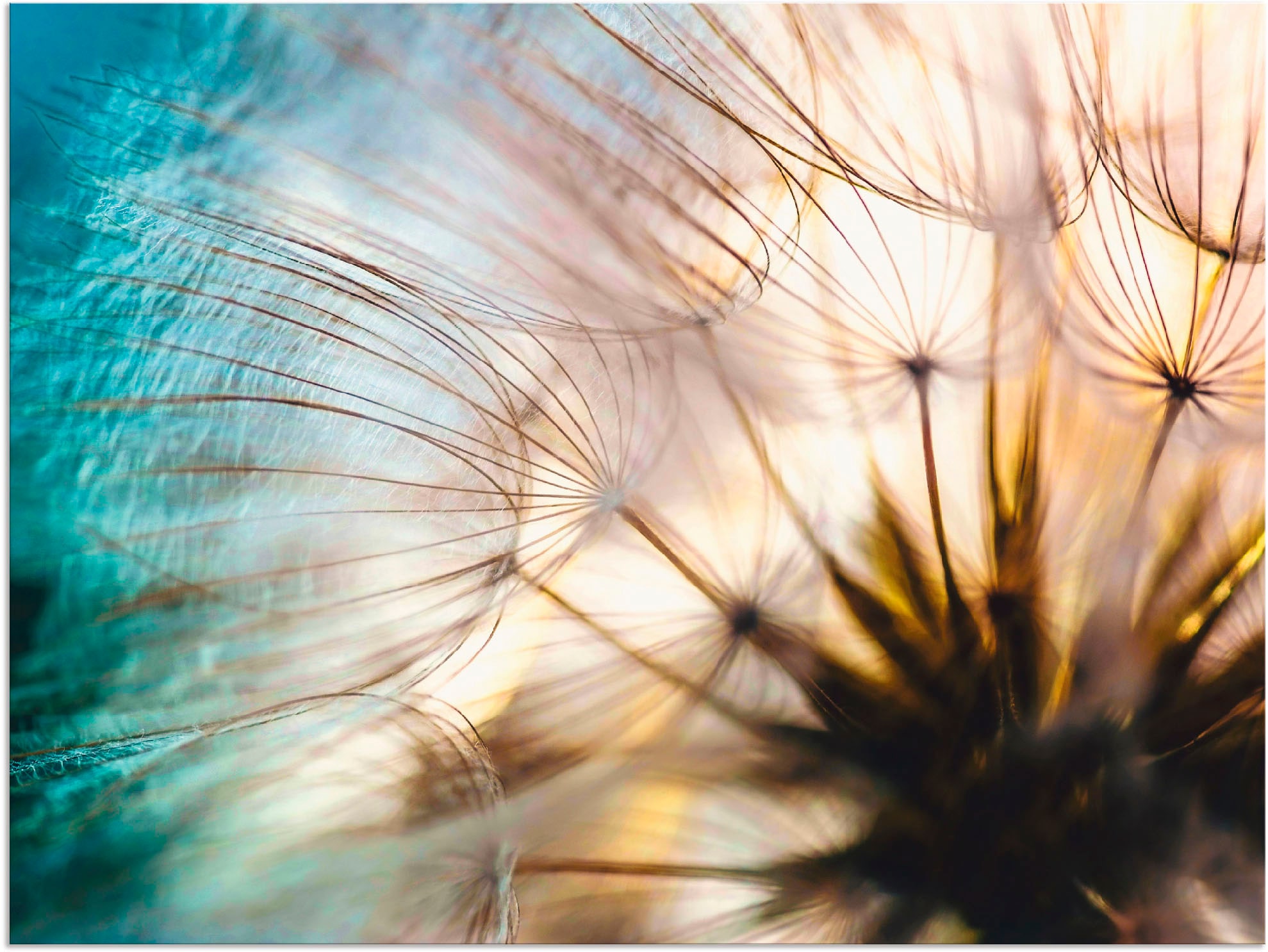 Artland Wandbild »Pusteblume Makro abstrakt« Blumen 1 Stk. tlg. als Alubild günstig online kaufen