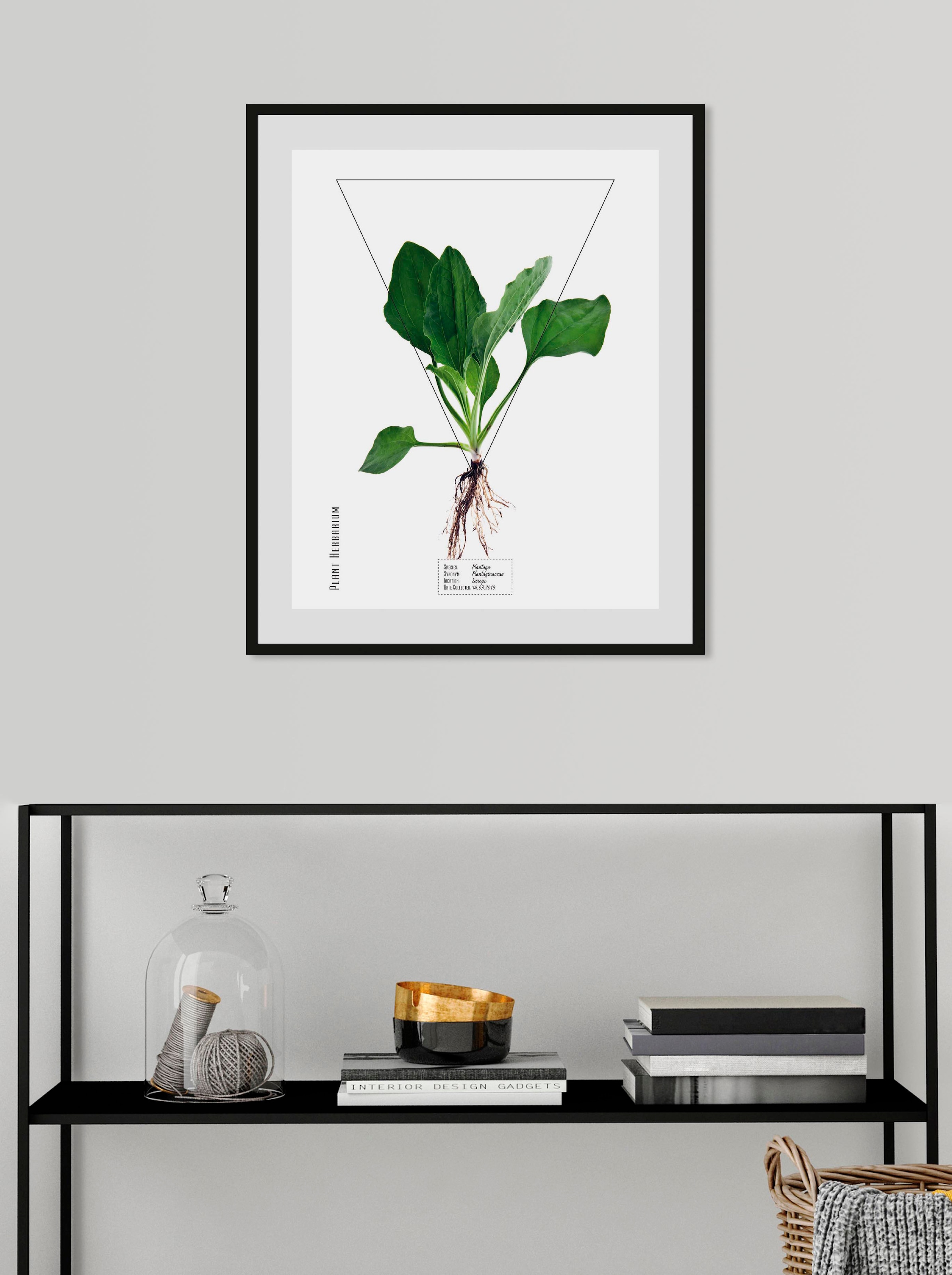 queence Bild »Plantago«, (1 St.) günstig online kaufen