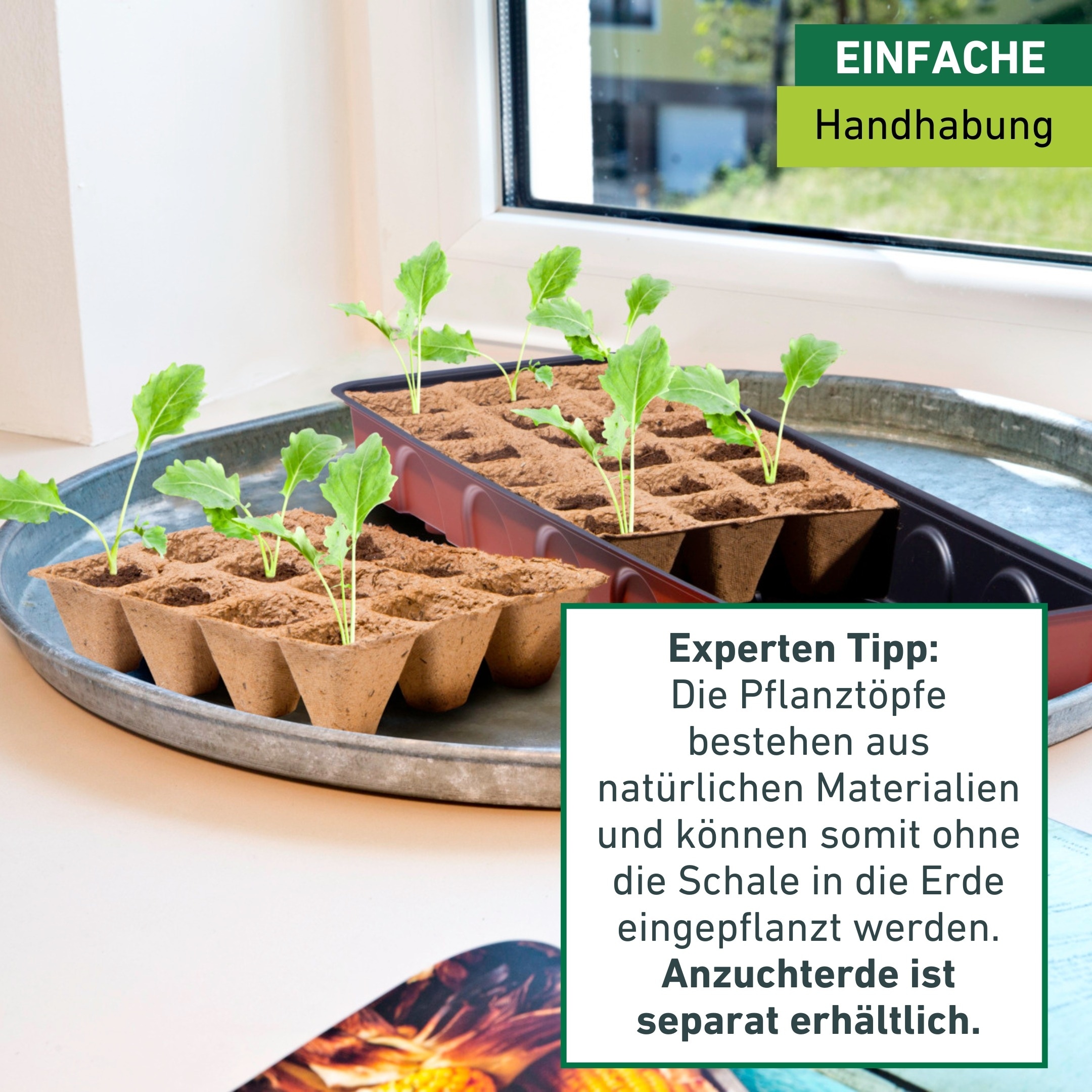 Windhager Gewächshaus »für Fensterbänke, Zimmer-Gewächshaus Indoor« Anzucht Fensterbank-Treibhaus inkl. 36 Quelltabs, 54,5x16,5x11 cm