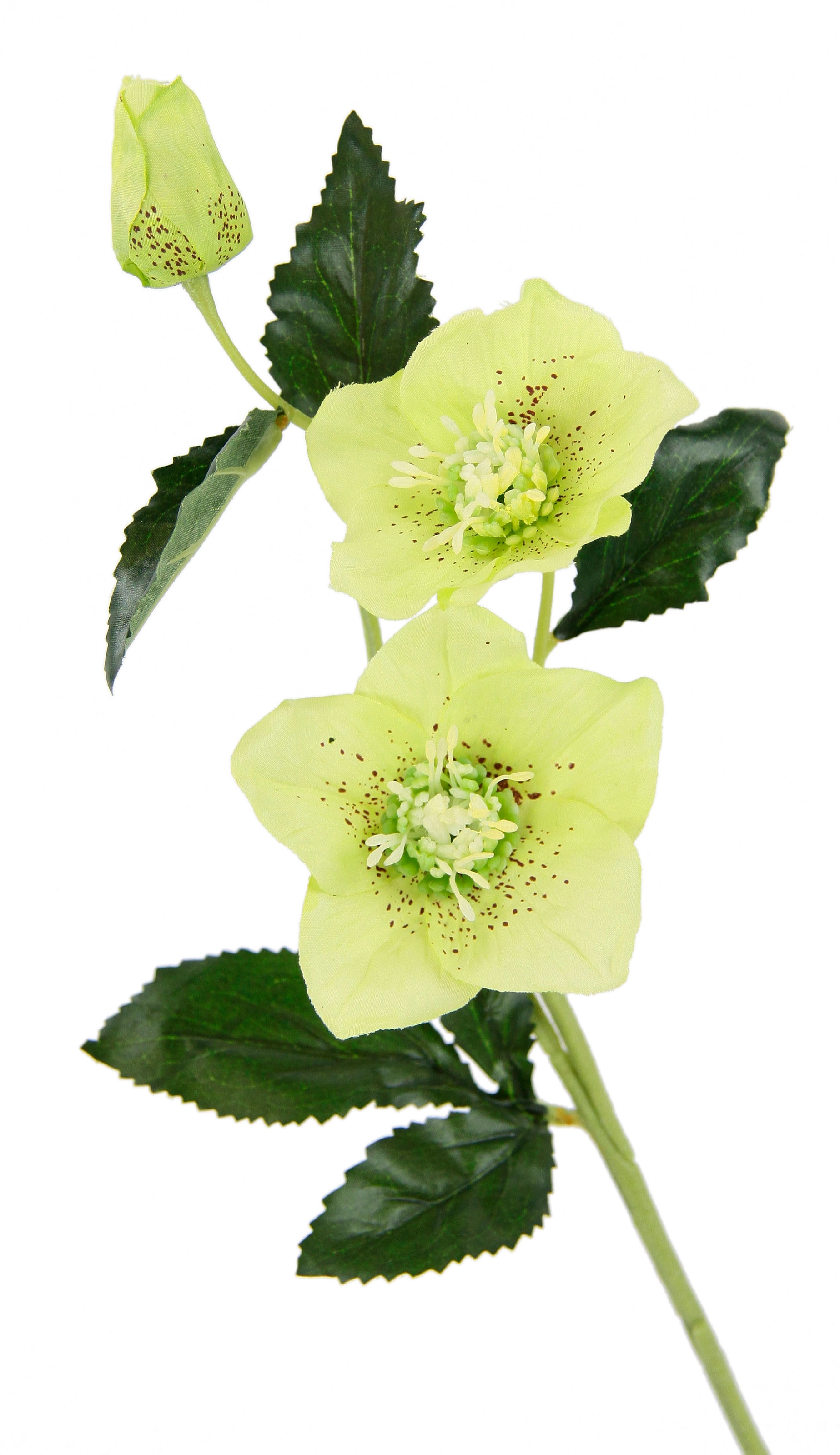 I.GE.A. Kunstblume »Christrose«, Künstlich Seidenblumen, Set 5er online kaufen