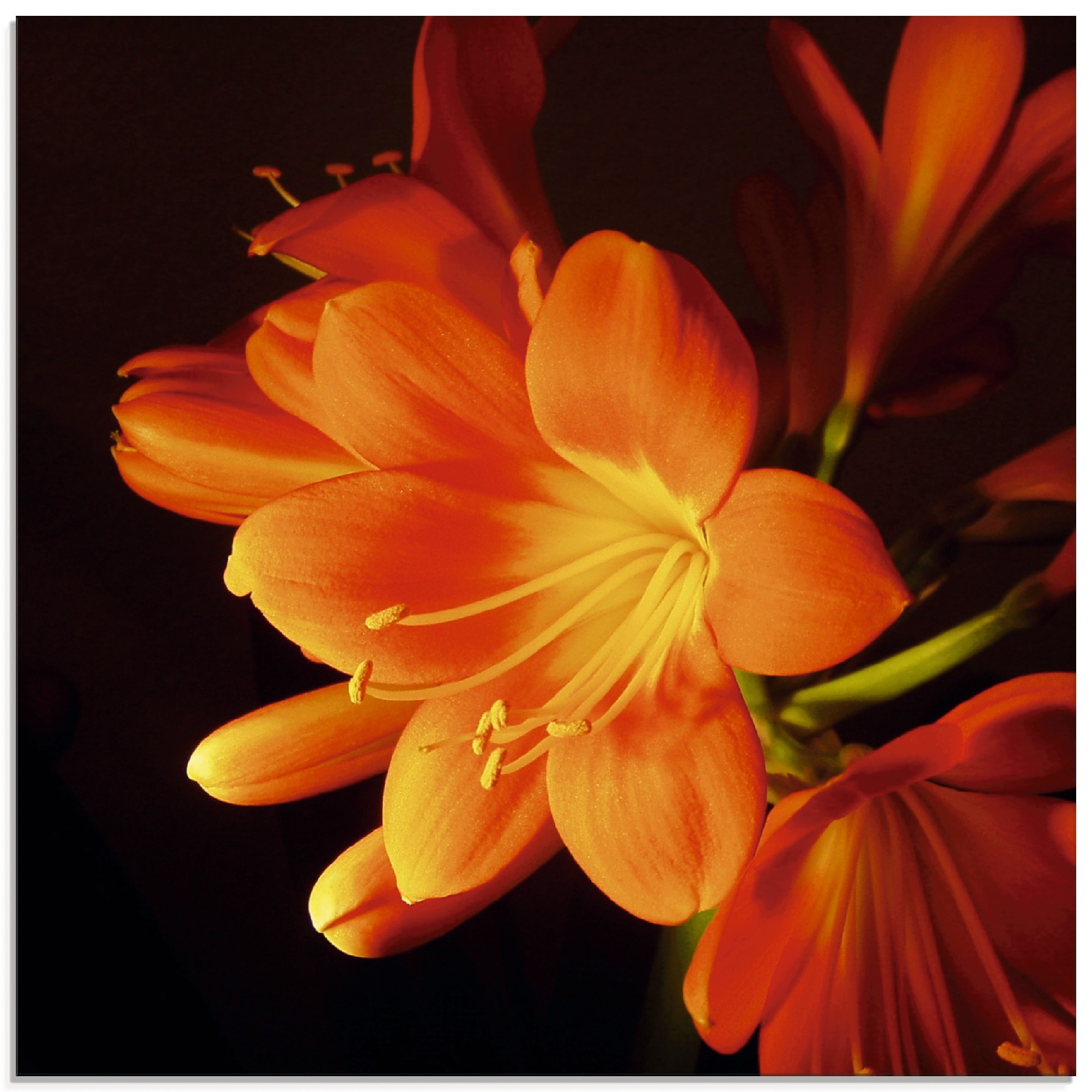 Artland Glasbild »Clivie in leuchtendem Orange«, Blumen, (1 St.), in verschiedenen Größen