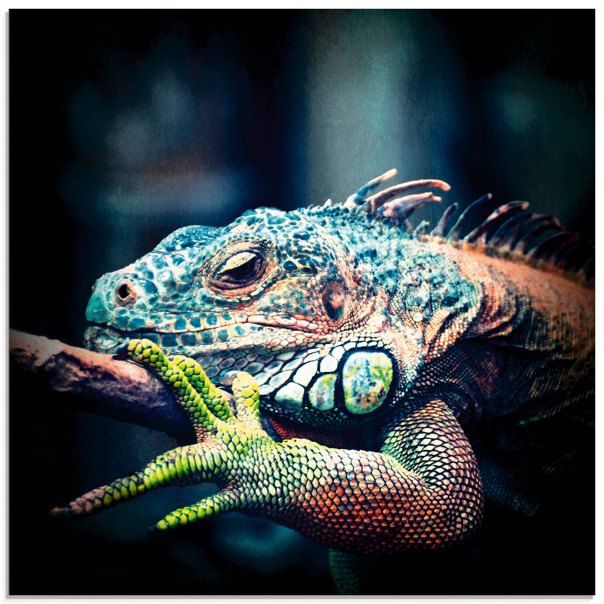 Artland Glasbild »Leguan« Reptilien 1 Stk. tlg. in verschiedenen Größen günstig online kaufen