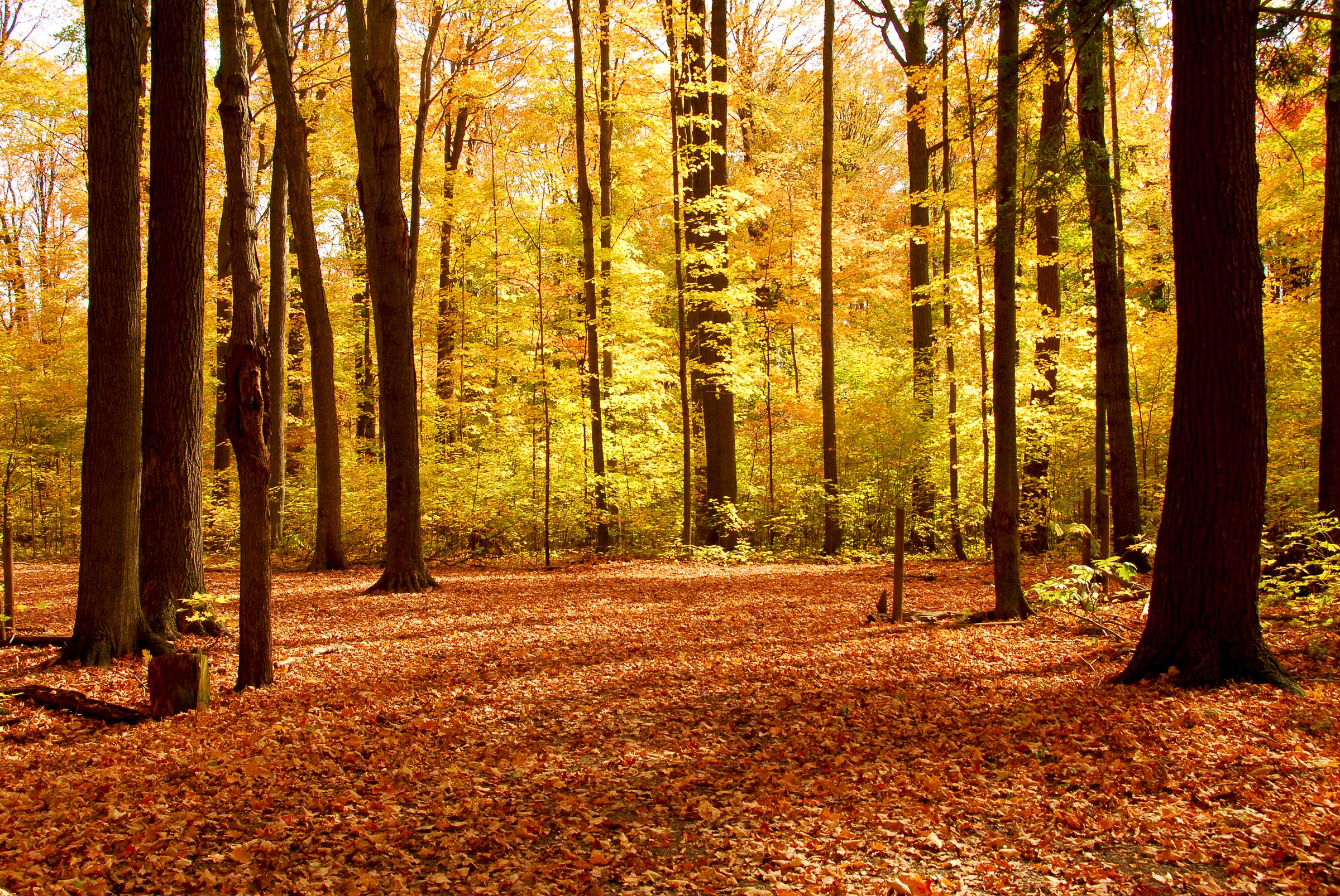 Papermoon Fototapete »Autumn Forest« glatt günstig online kaufen