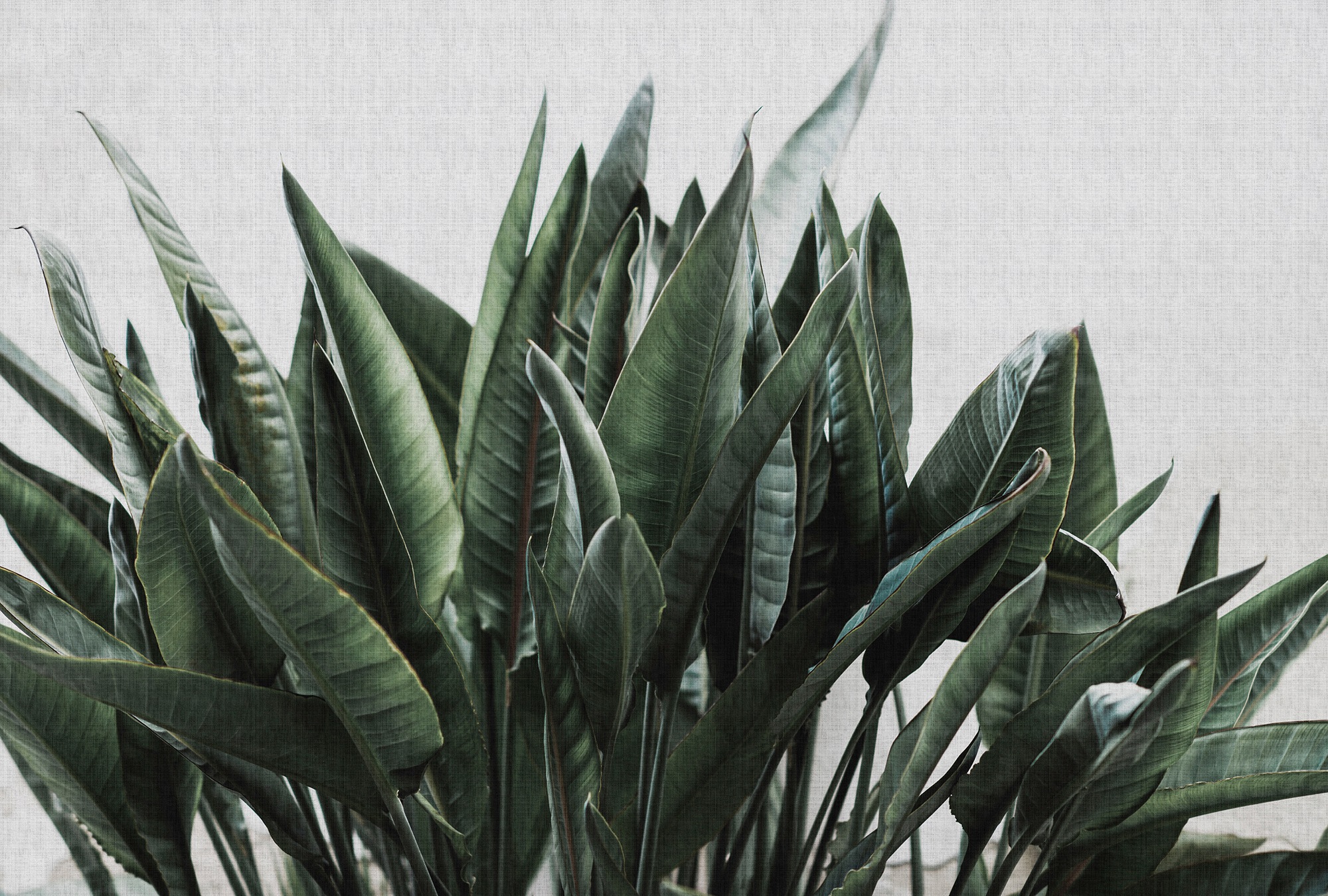 living walls Fototapete »Walls by Patel Urban Jungle 2« glatt Vlies, Wand, günstig online kaufen