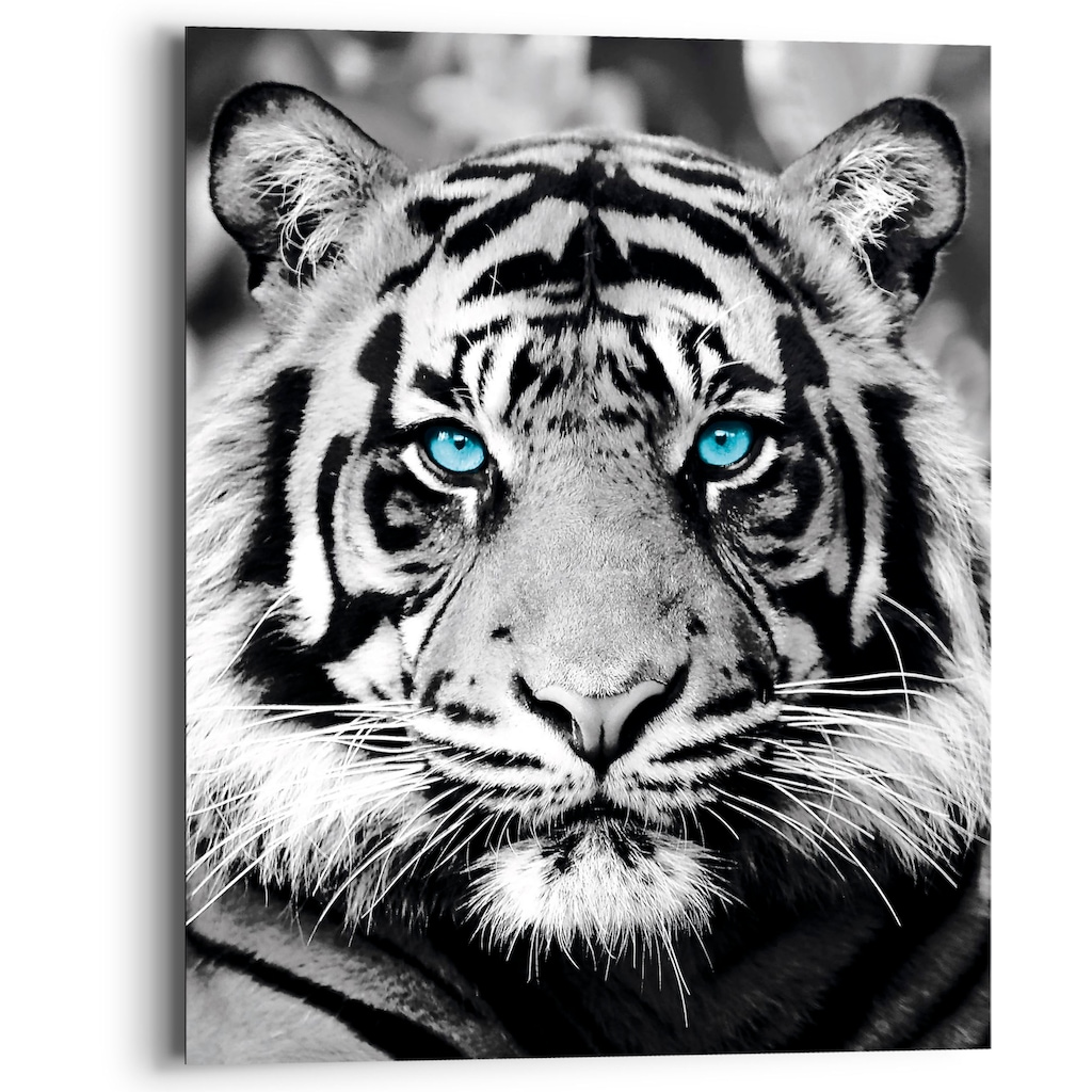 Reinders! Holzbild »Blue Eyed Tiger«, (1 St.)