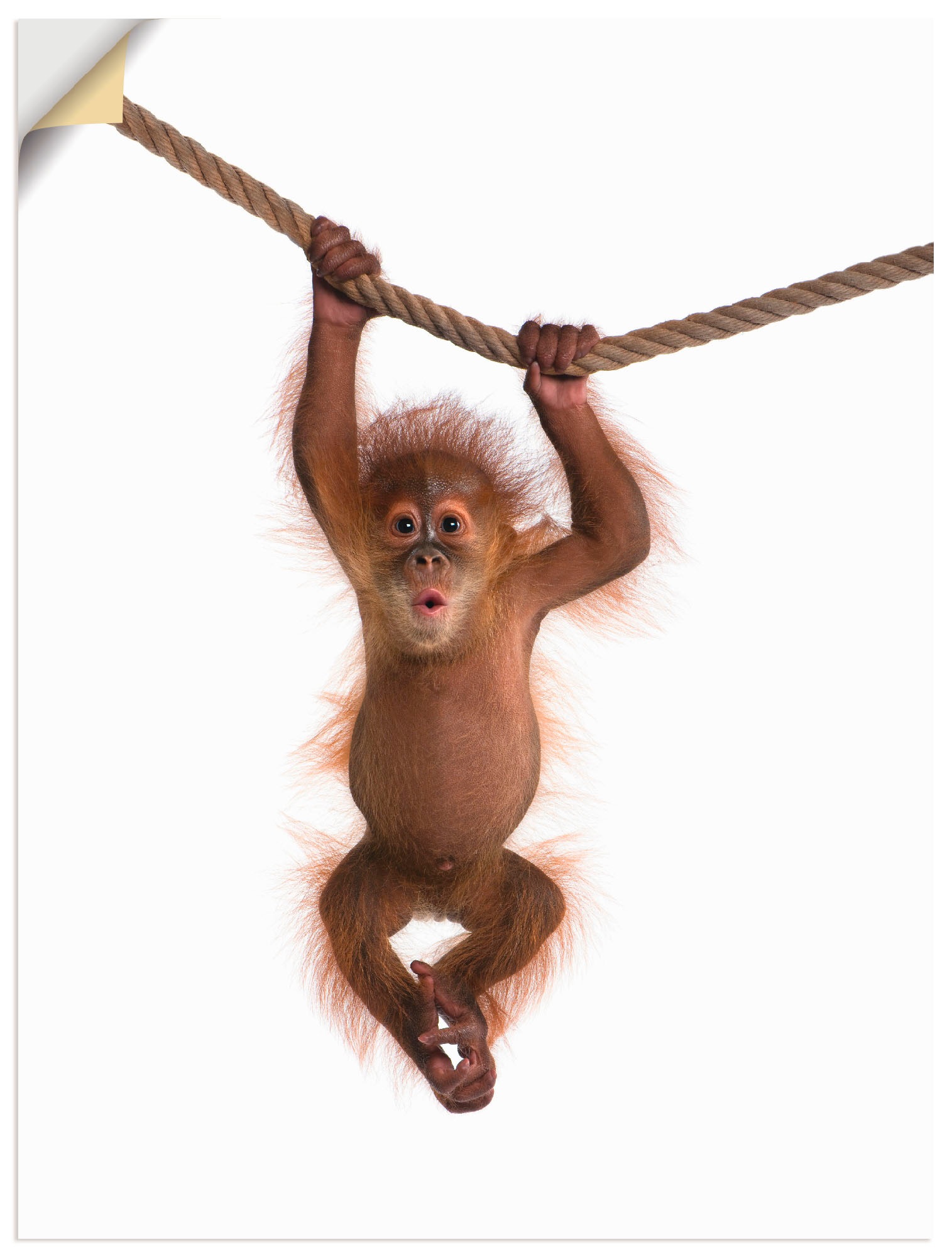 Artland Wandbild "Baby Orang Utan hängt an Seil II", Wildtiere, (1 St.), al günstig online kaufen