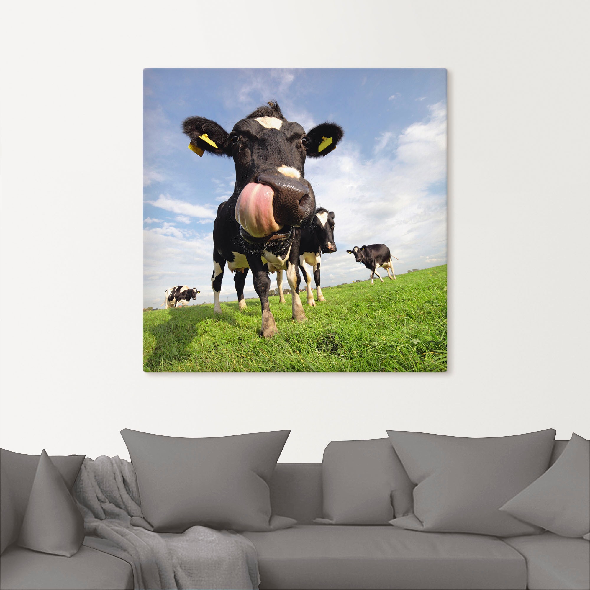 Artland Wandbild »Holstein-Kuh mit gewaltiger Zunge«, Haustiere, (1 St.), a günstig online kaufen