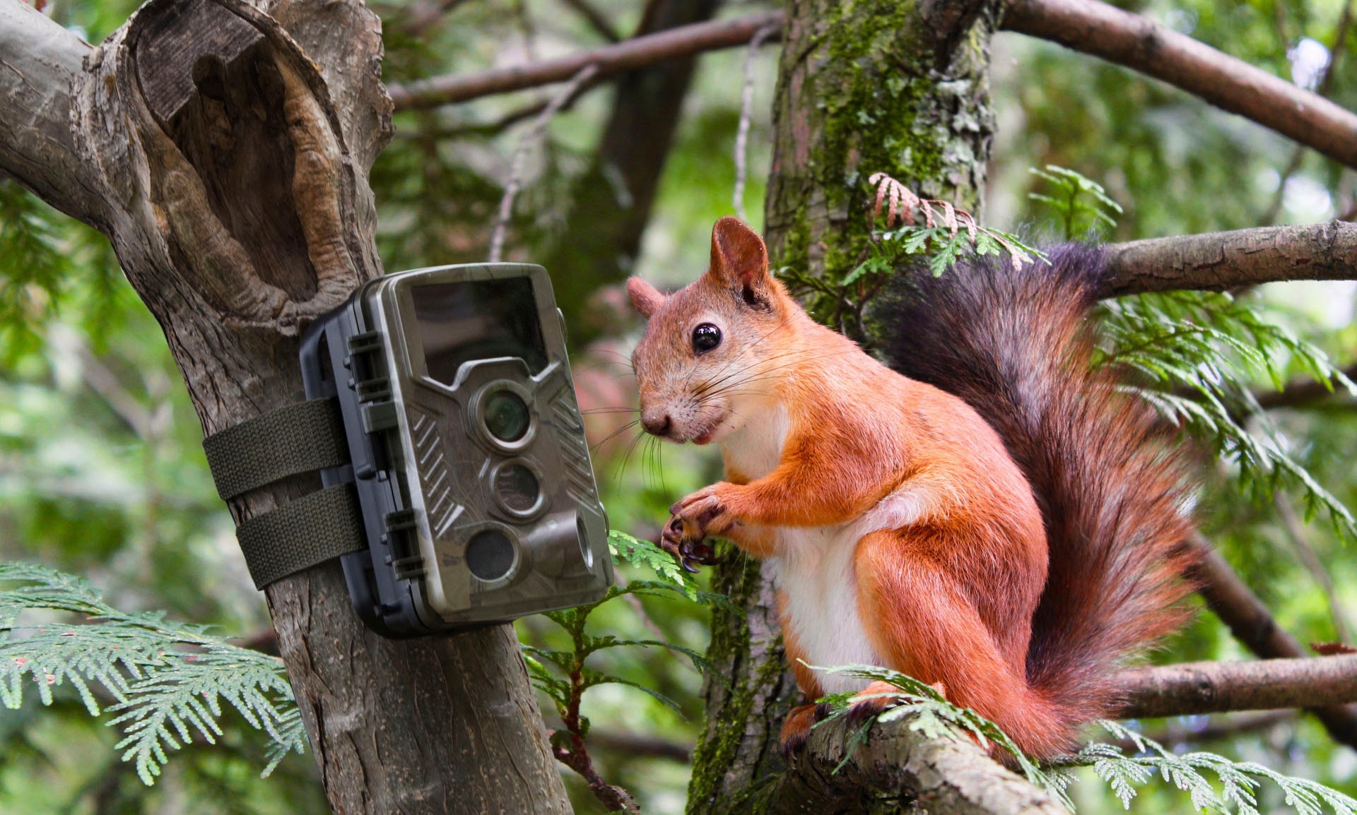 Technaxx Überwachungskamera »Nature Wild Cam TX-69«, Innenbereich-Außenbereich, (1 tlg.)