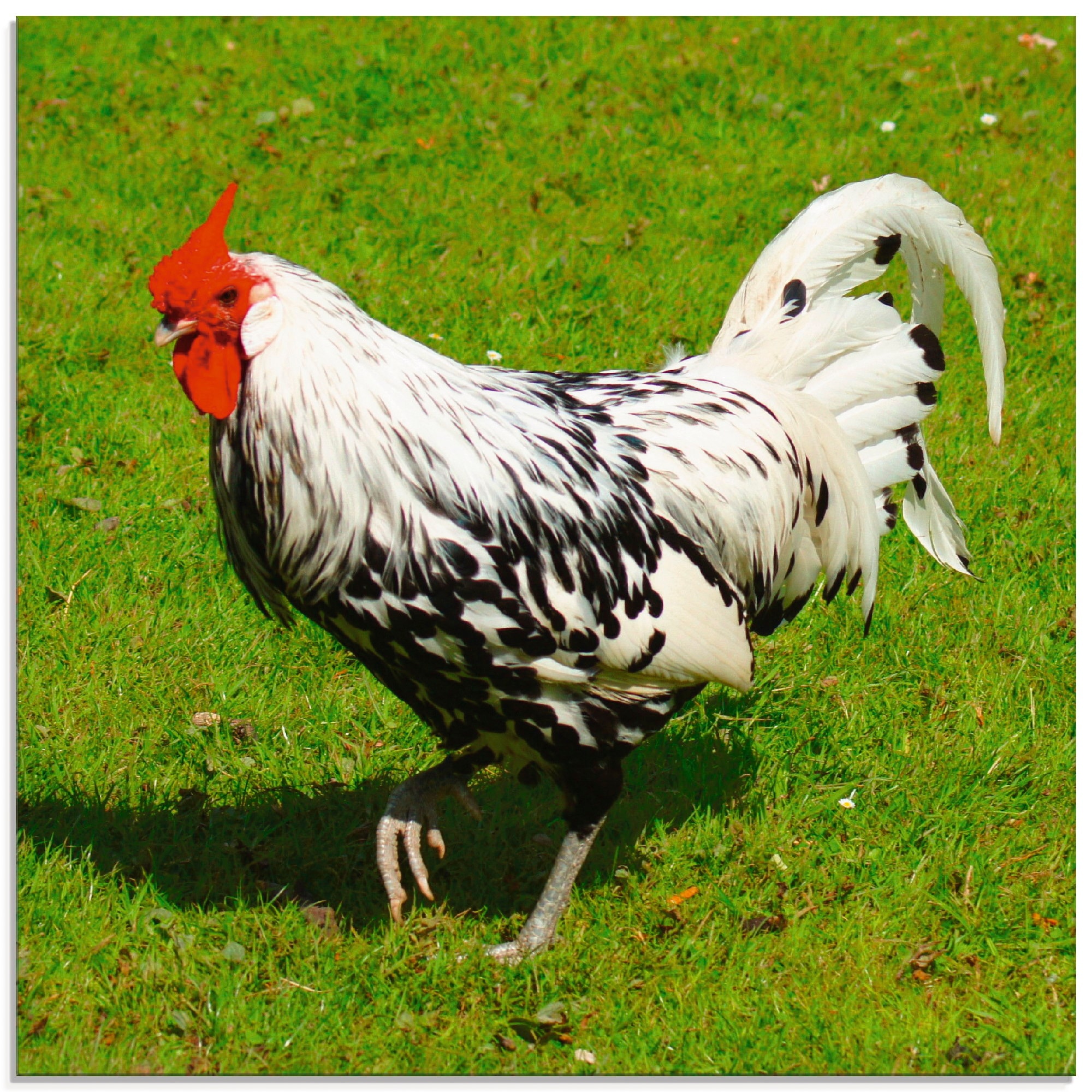 Artland Glasbild »Gepunktetes Huhn«, Vögel, (1 St.), in verschiedenen Größe günstig online kaufen