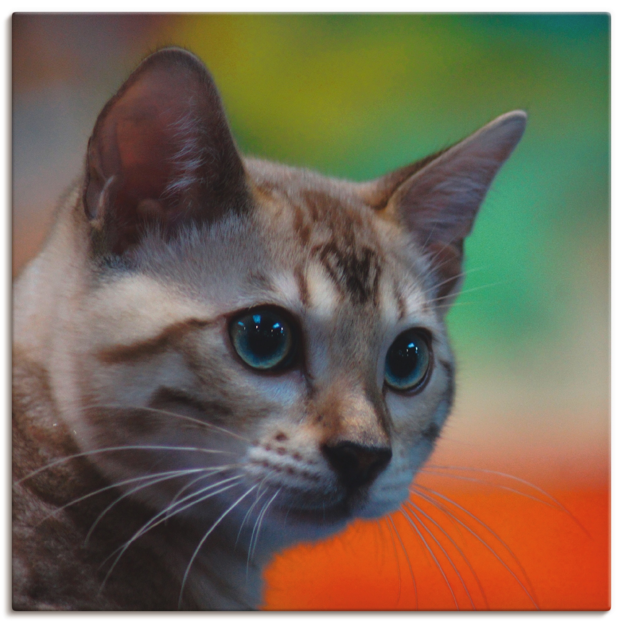 Artland Wandbild »Weiße Bengalkatze«, Haustiere, (1 St.), als Alubild, Leinwandbild, Wandaufkleber oder Poster in versch. Größen