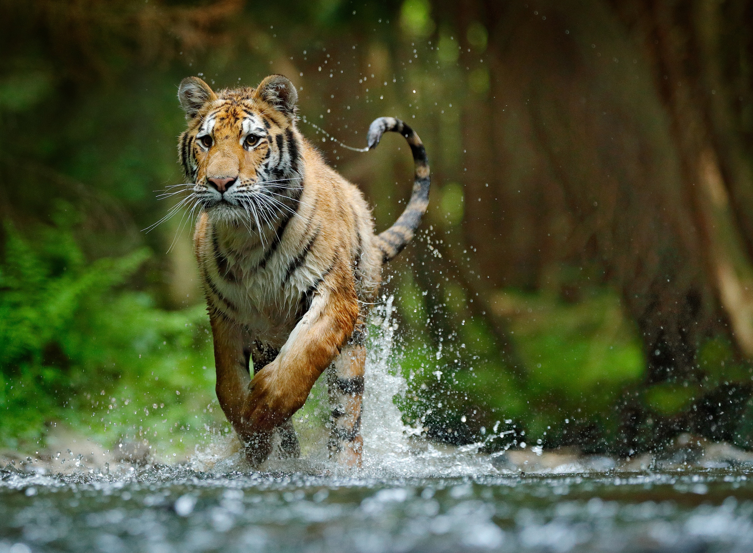 Papermoon Fototapete »Siberian Amur Tiger« günstig online kaufen