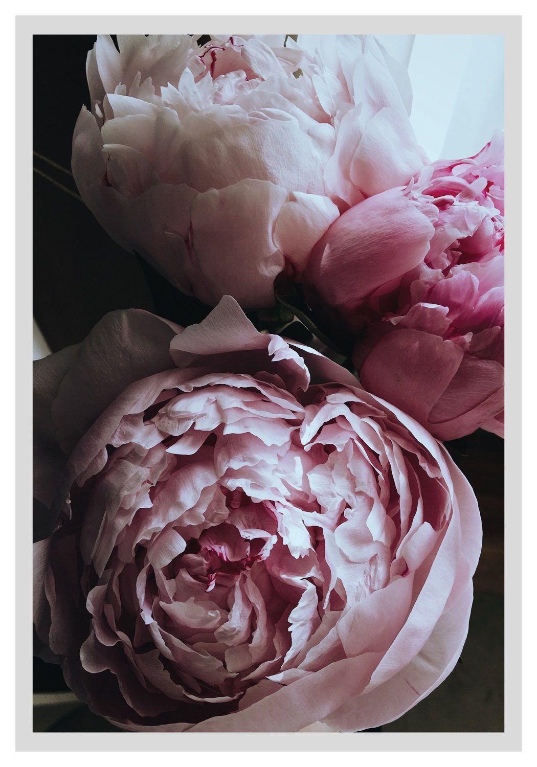 queence Bild »Ursula« Blumenbilder   Blätter   Foto   Kunst günstig online kaufen