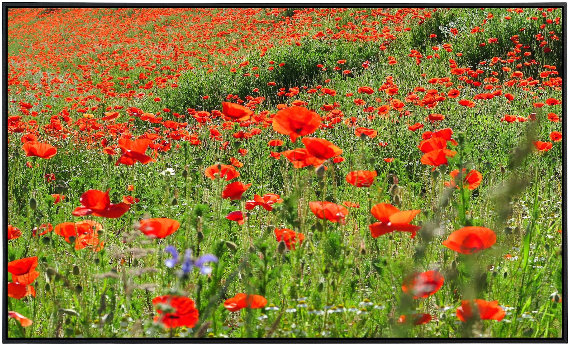 Papermoon Infrarotheizung »Red Poppa Field«, sehr angenehme Strahlungswärme