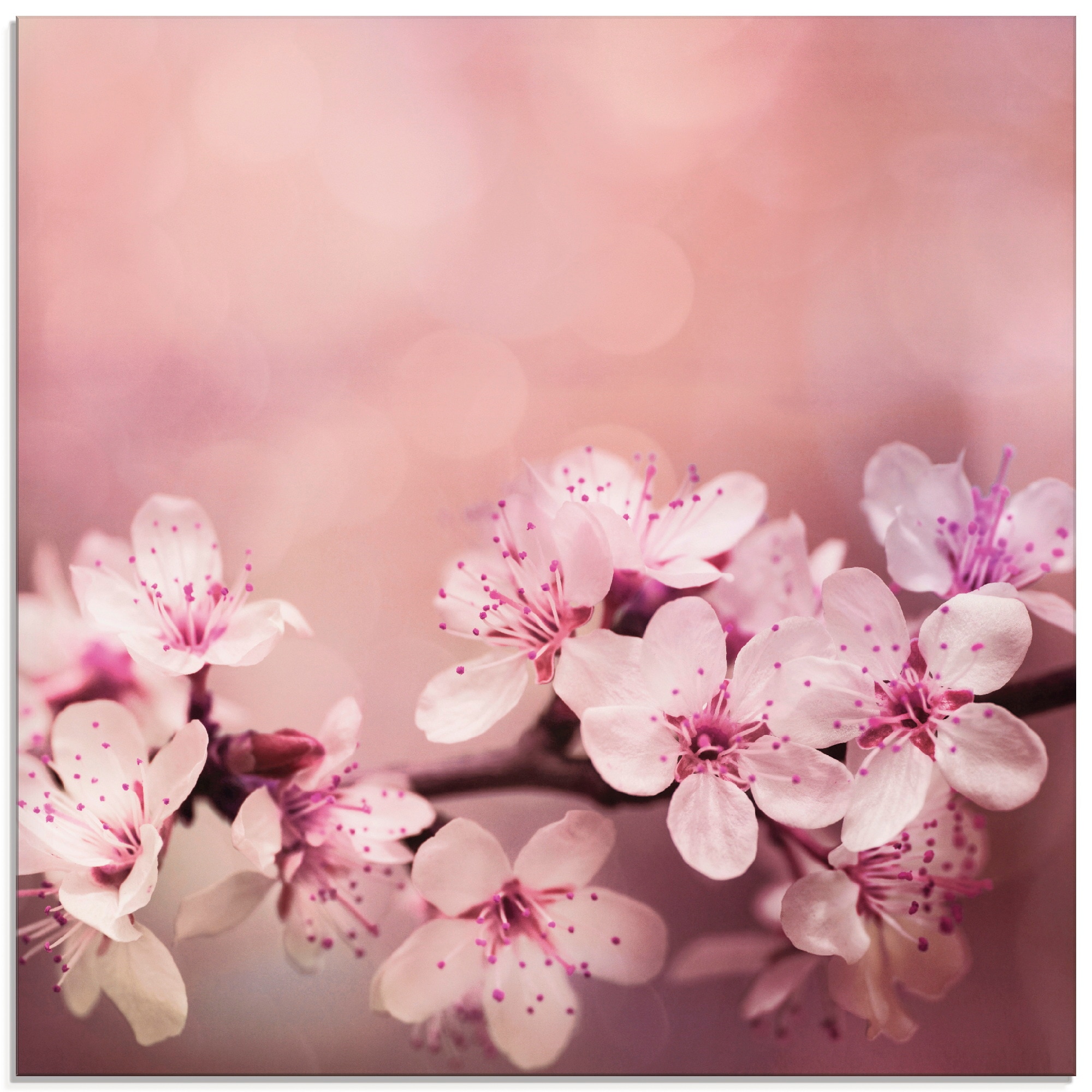 Artland Glasbild »Kirschblüten« 1 Stk. tlg. in verschiedenen Größen günstig online kaufen