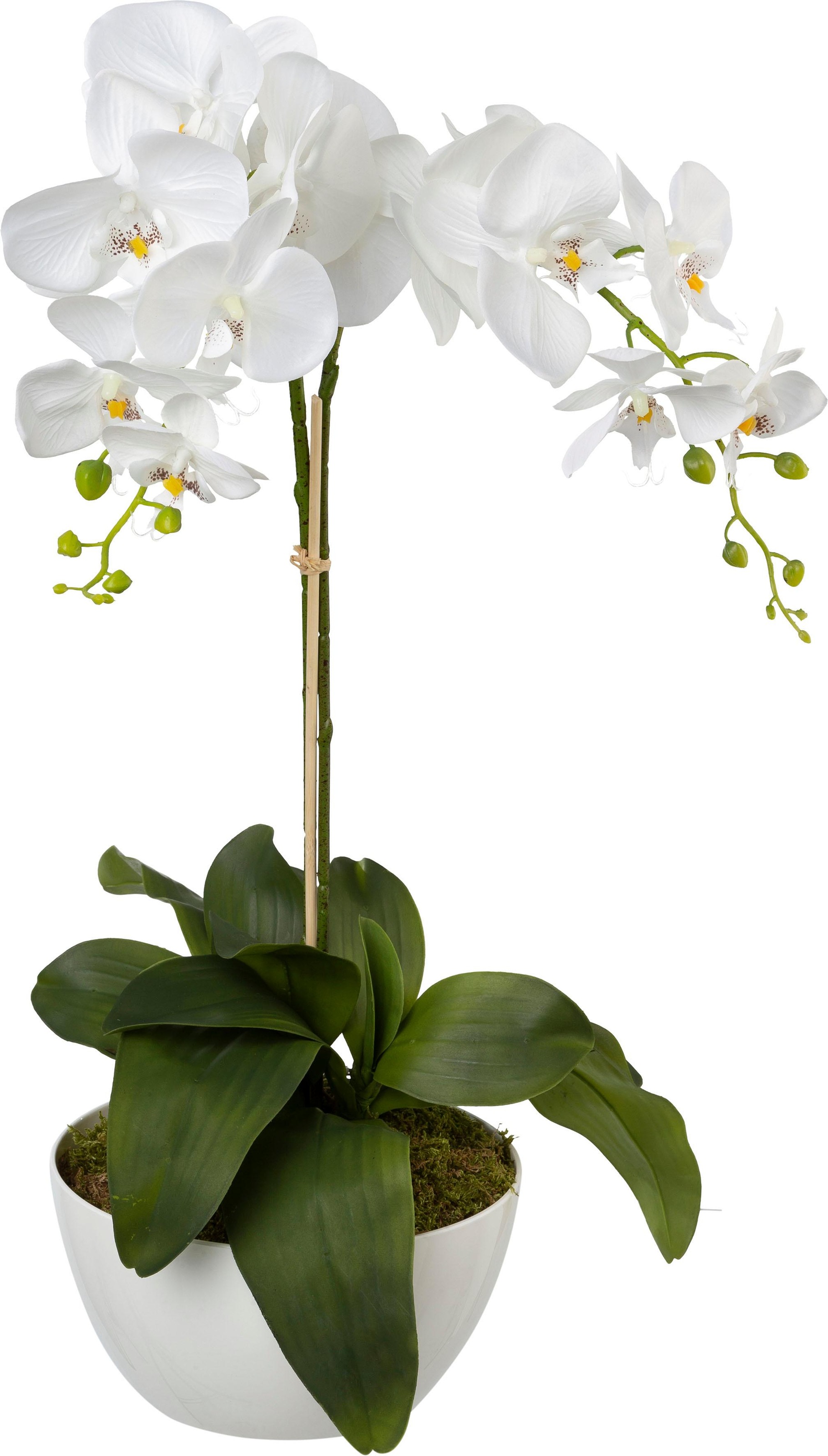 Creativ green Kunstpflanze günstig online kaufen