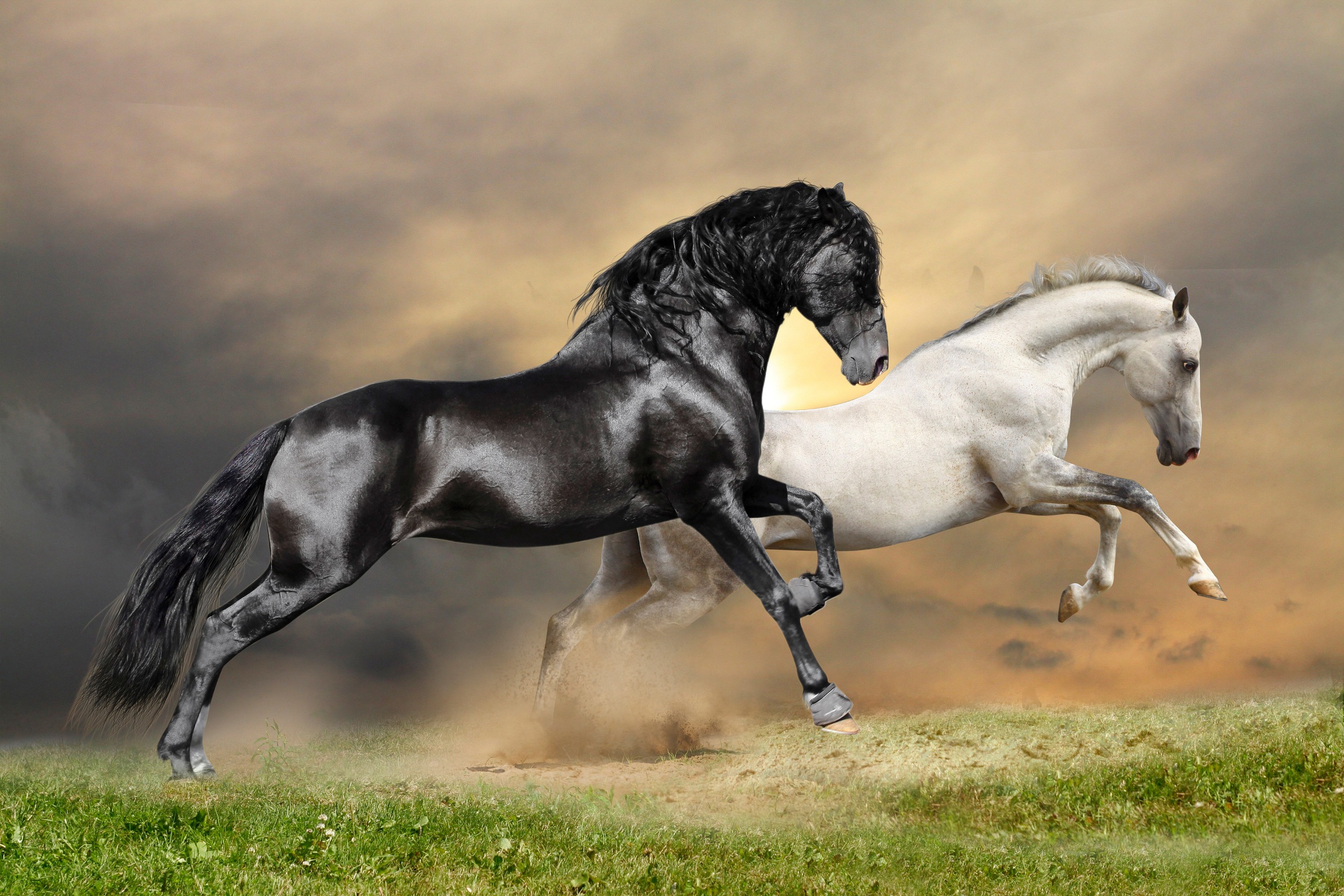 Papermoon Fototapete »Black and White Horses« glatt günstig online kaufen
