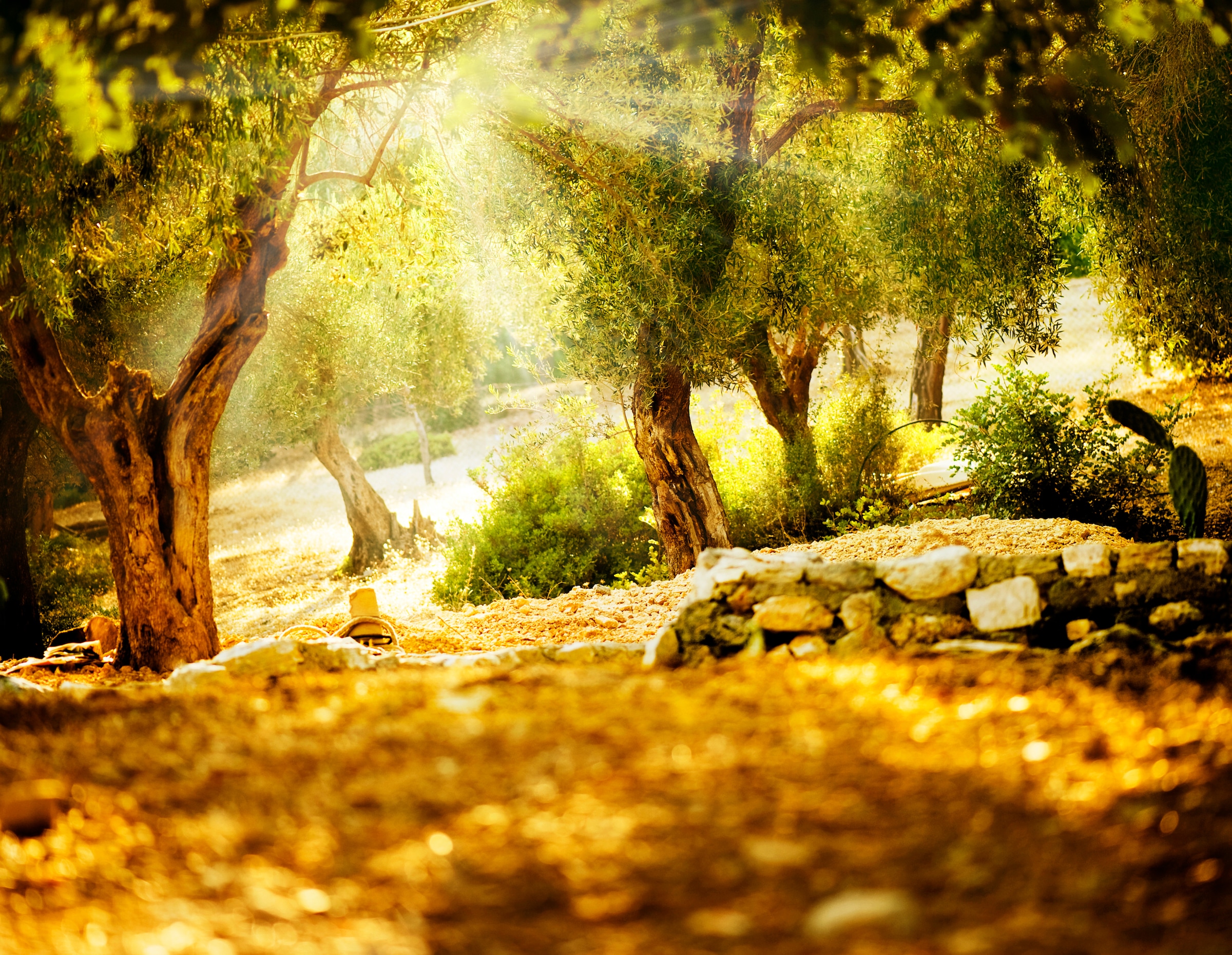Papermoon Fototapete »Olive Trees« glatt günstig online kaufen
