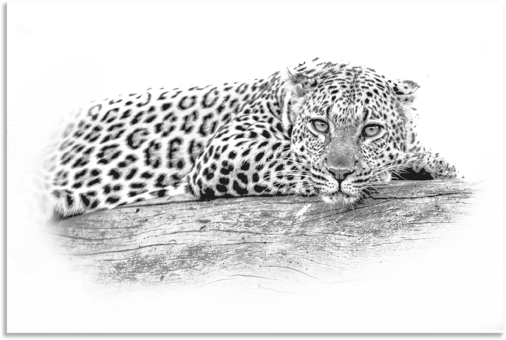 Artland Wandbild "Leopard High Key Optik", Wildtiere, (1 St.), als Alubild, günstig online kaufen