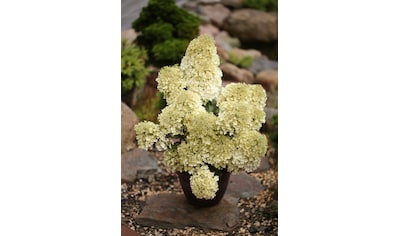 BCM Gehölze »Rispen-Hortensie 'Shining White'«, (2 St.), Höhe: 30-40 cm, 2 Pflanzen kaufen
