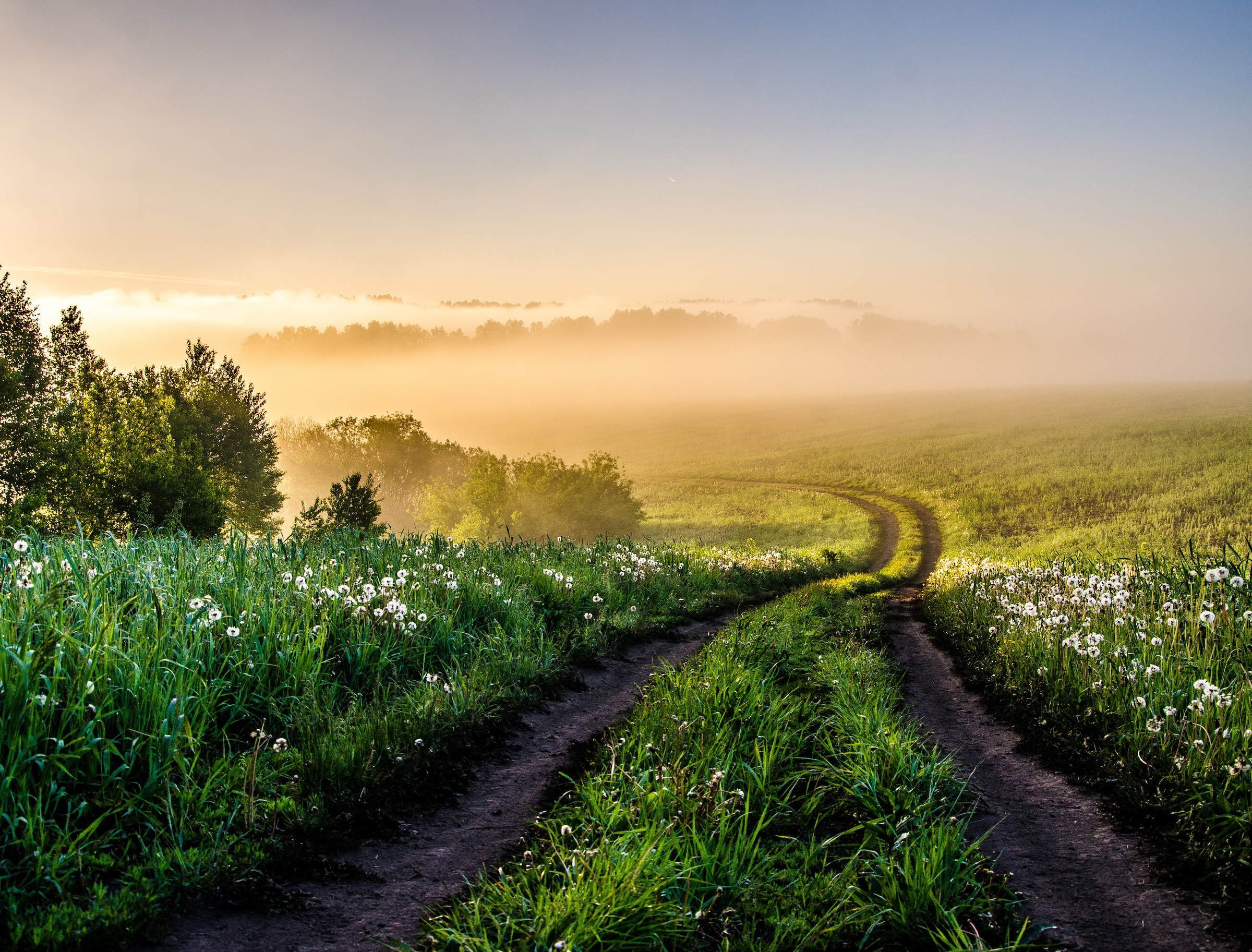 Papermoon Fototapete »Foggy Forest Path« glatt günstig online kaufen