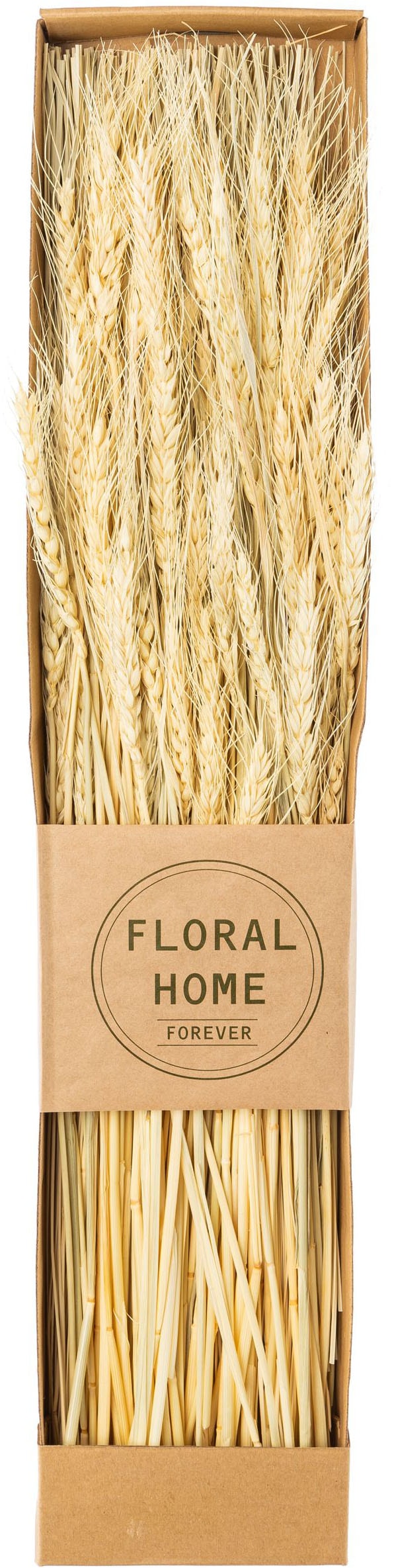 Creativ green Trockenblume »Trockenblumen-Bündel«