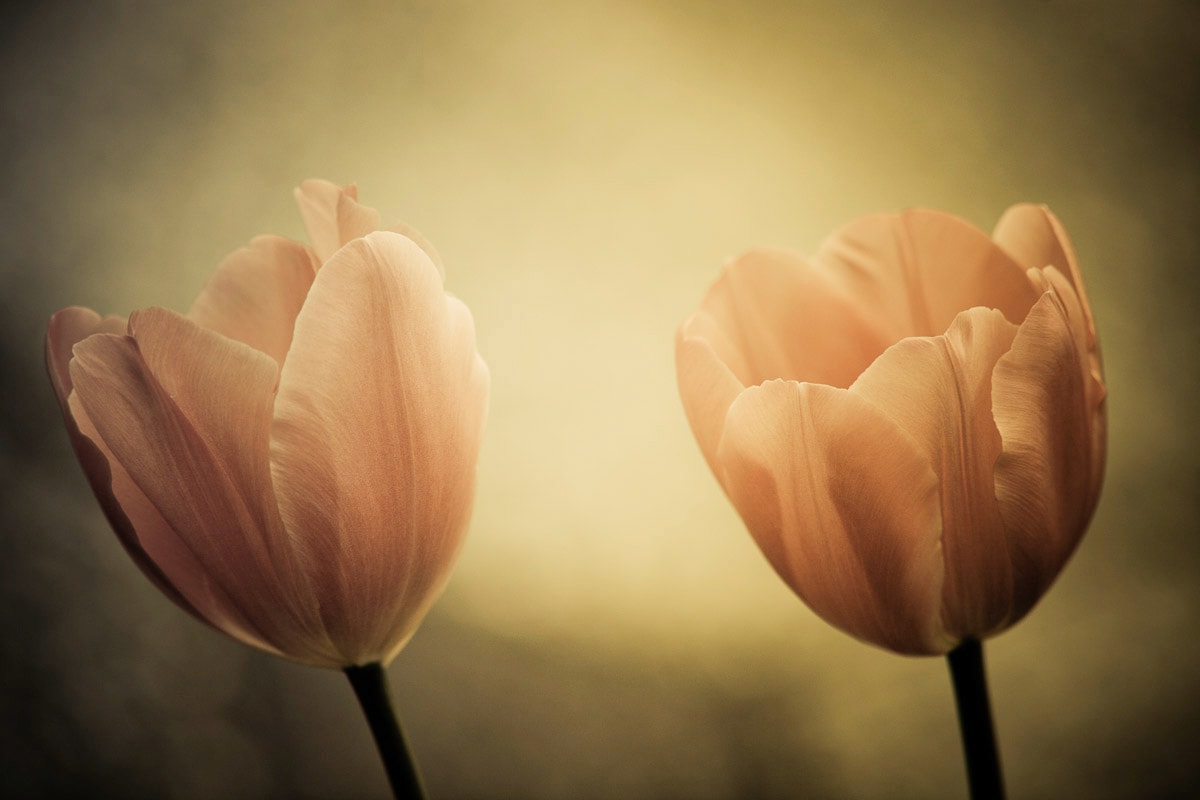 Papermoon Fototapete »Blumen« günstig online kaufen