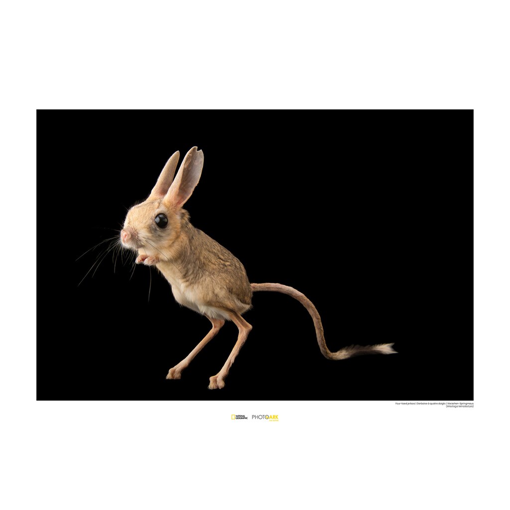Komar Poster »Four-toed Jerboa«, Tiere