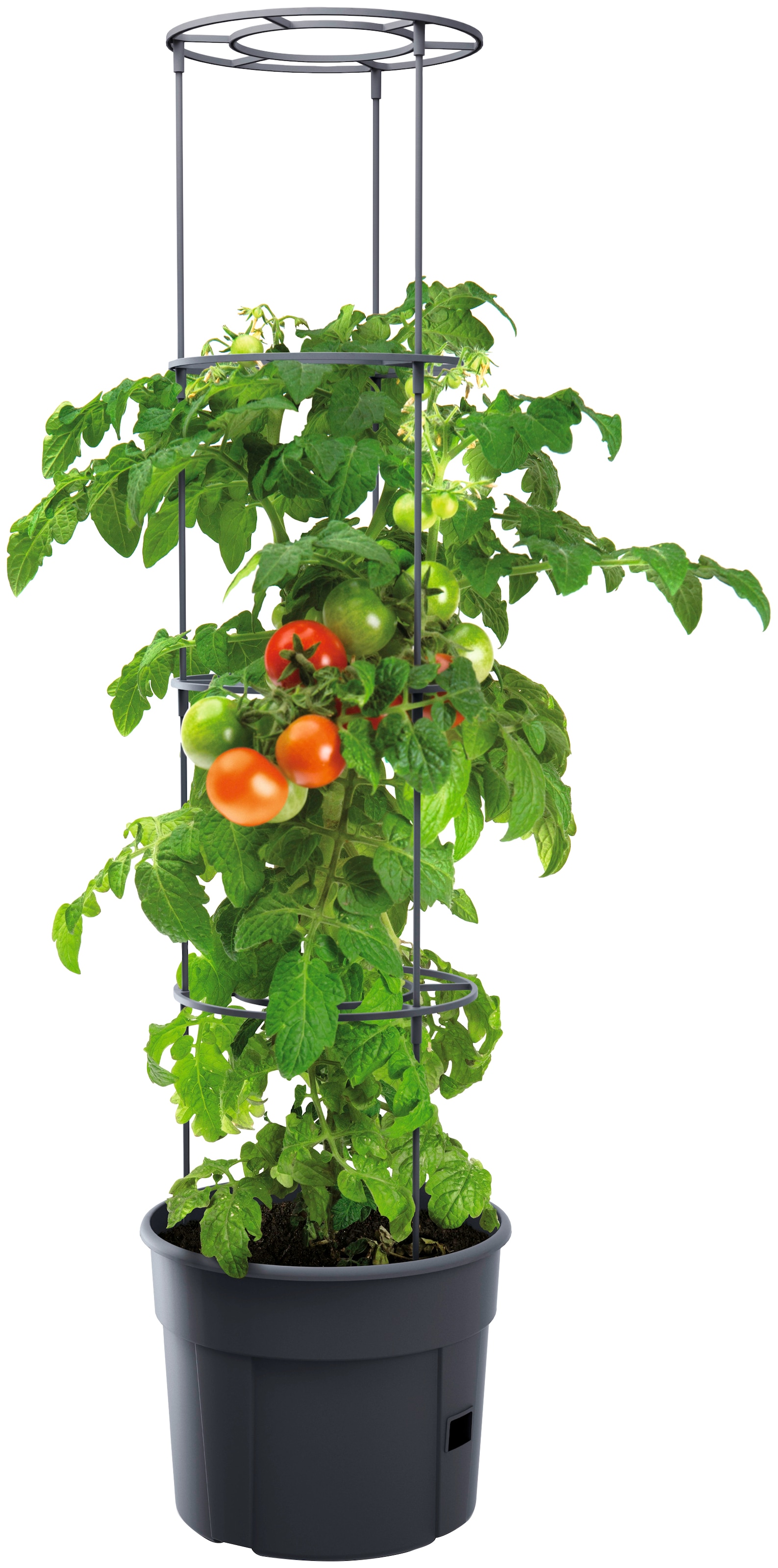 Prosperplast Anzuchttopf »Tomato Growe«, ØxH: 39,2x31,6 cm, 21-teilig
