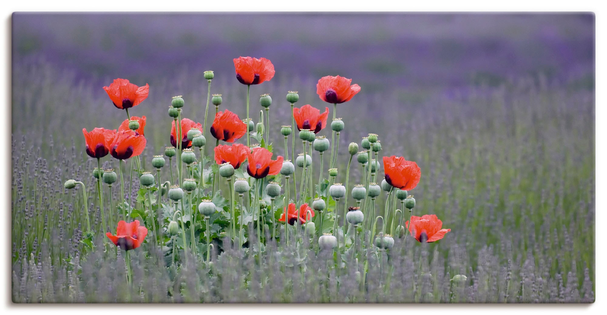 Artland online Poster Leinwandbild, in »Lavendelfarm Alubild, Blumenwiese, Mohnblumen«, als versch. (1 Wandbild Wandaufkleber Sequim Größen oder kaufen St.), - in