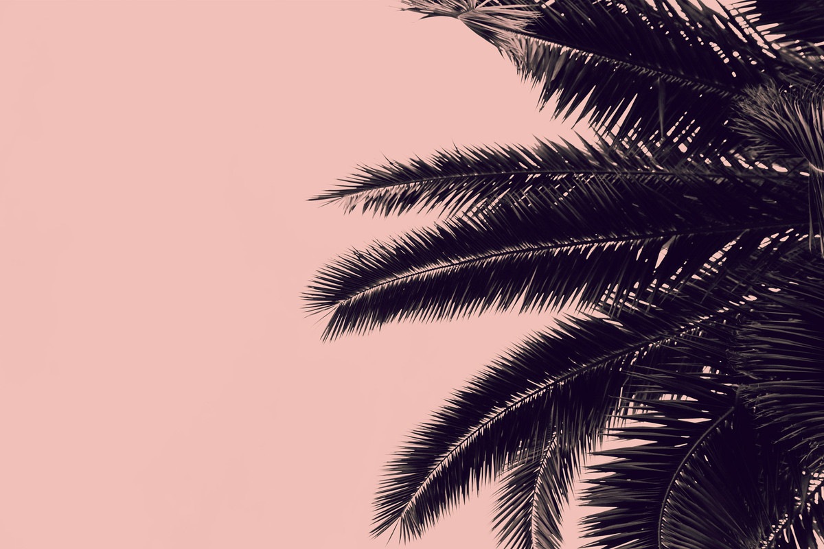 A.S. Création Leinwandbild »Palm Tree - Wandbild Rosa Schwarz Keilrahmen Ku günstig online kaufen