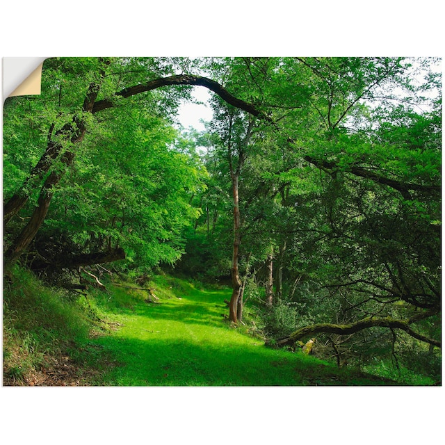 Artland Wandbild »Grüner Weg durch den Wald«, Wald, (1 St.), als  Leinwandbild, Wandaufkleber oder Poster in versch. Größen online bestellen