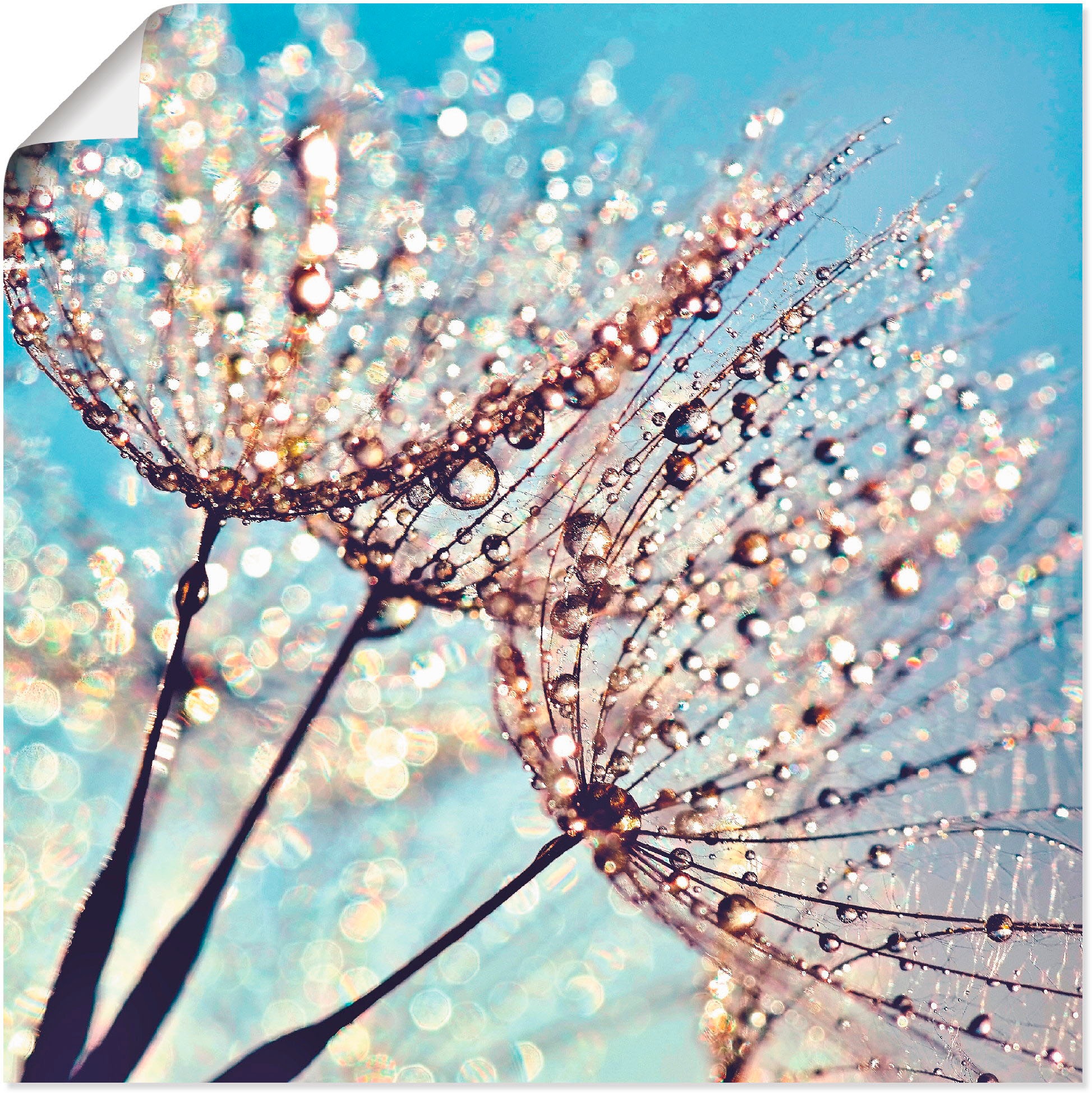 Artland Wandbild »Pusteblume Tröpfchenfänger«, Blumen, (1 St.), als Alubild,  Leinwandbild, Wandaufkleber oder Poster in versch. Größen auf Raten  bestellen
