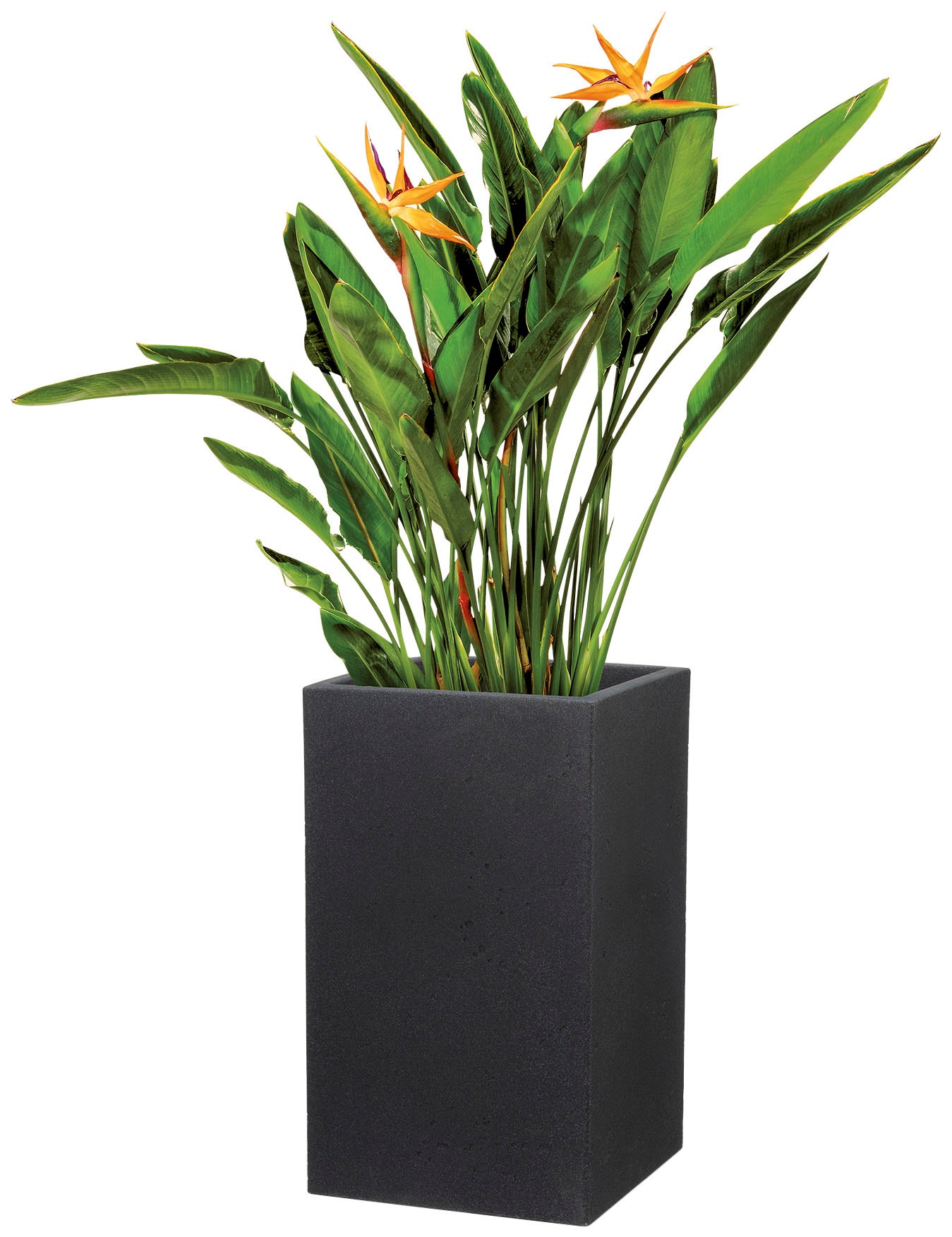Scheurich Blumentopf »70/240 C-CUBE HIGH«