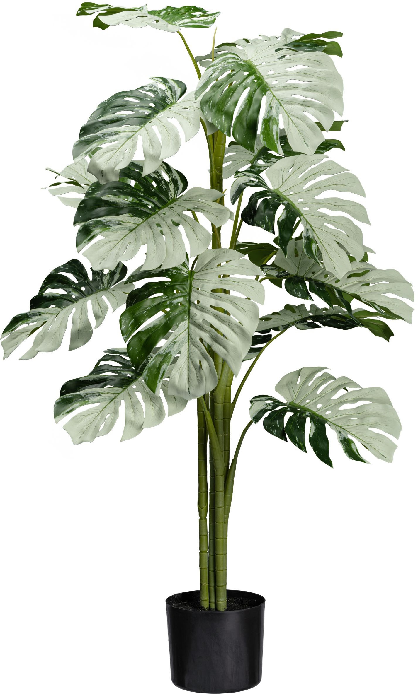 Creativ green Künstliche Zimmerpflanze »Monstera Variegata Halfmoon«, mit a günstig online kaufen