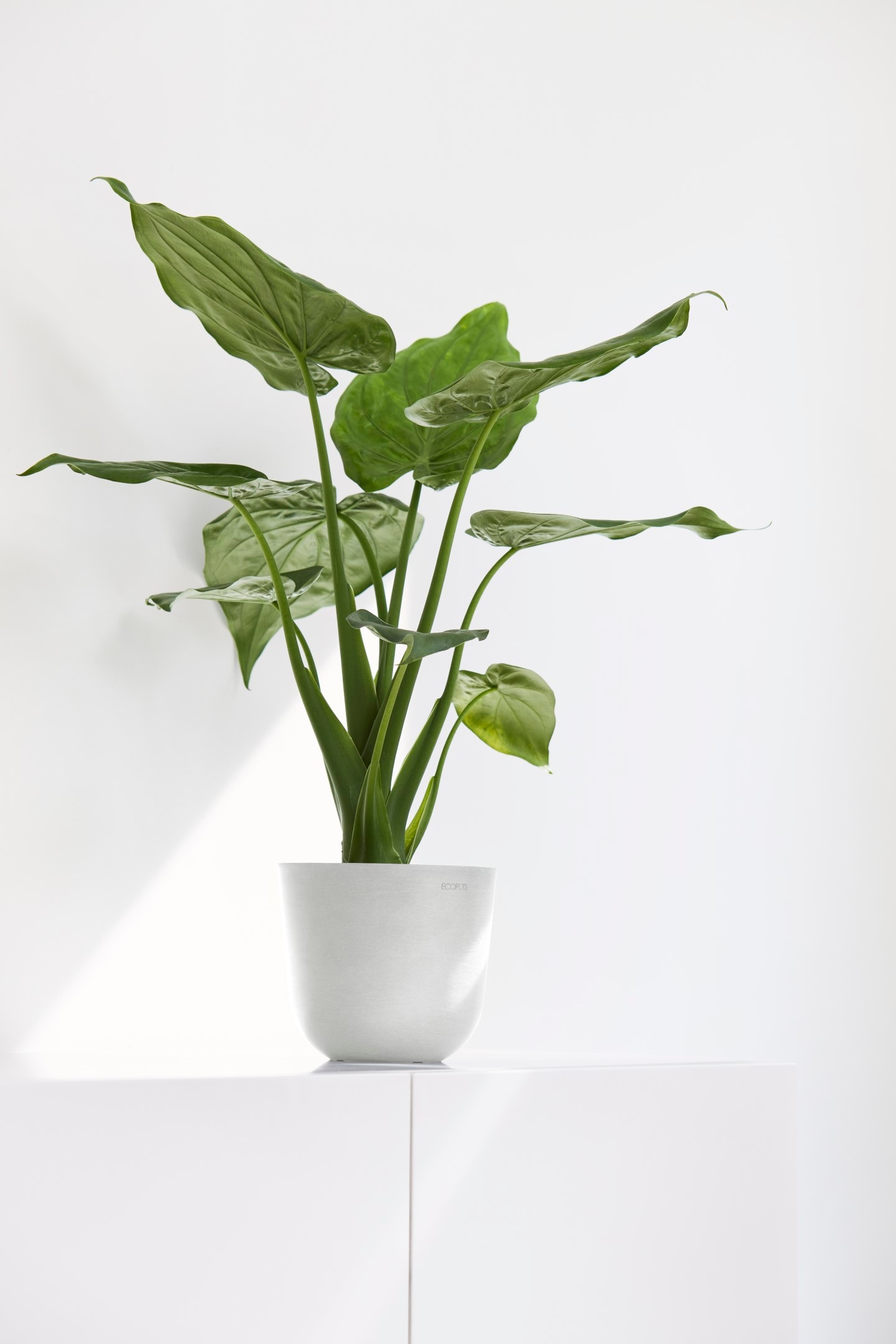 ECOPOTS Blumentopf »Oslo Mini 16 Weiß« für den Innenbereich