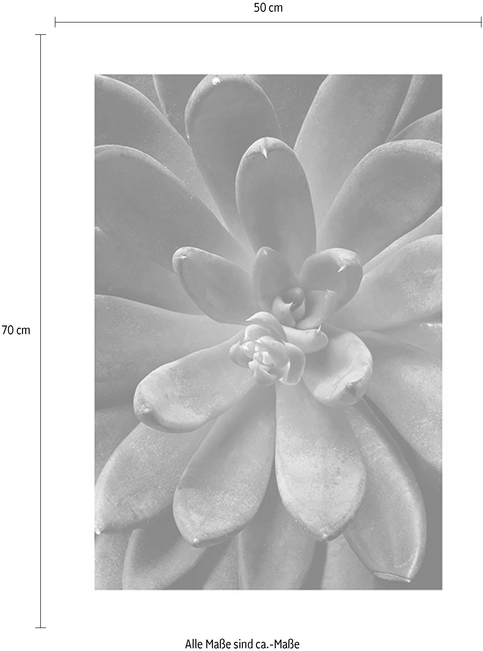 Komar Bild »Succulent Single«, Pflanzen-Blätter, (1 St.), Wandbild zur Dekoration - ohne Rahmen