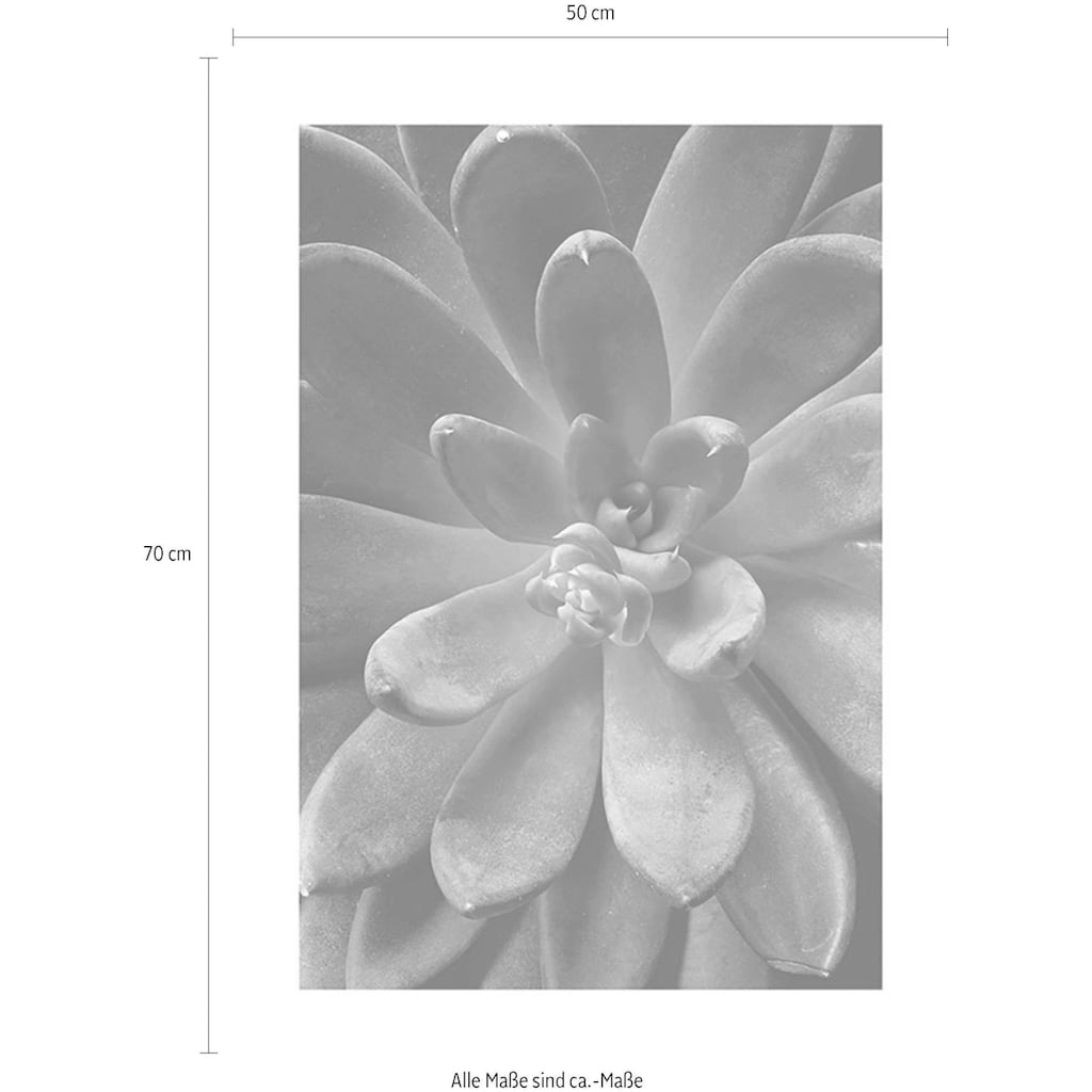Komar Poster »Succulent Single«, Pflanzen-Blätter, (1 St.)