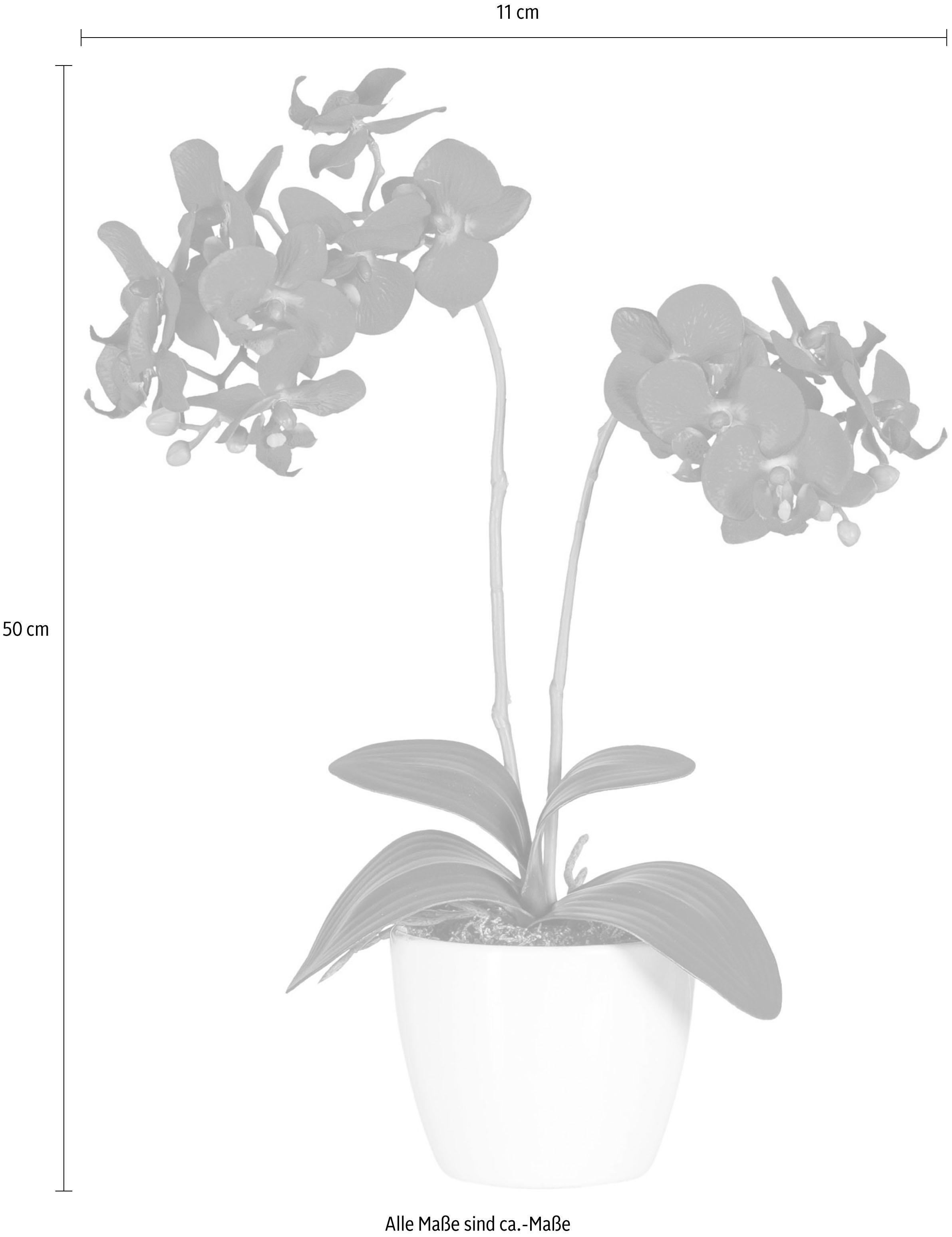 Creativ green Kunstpflanze »Phalaenopsis«