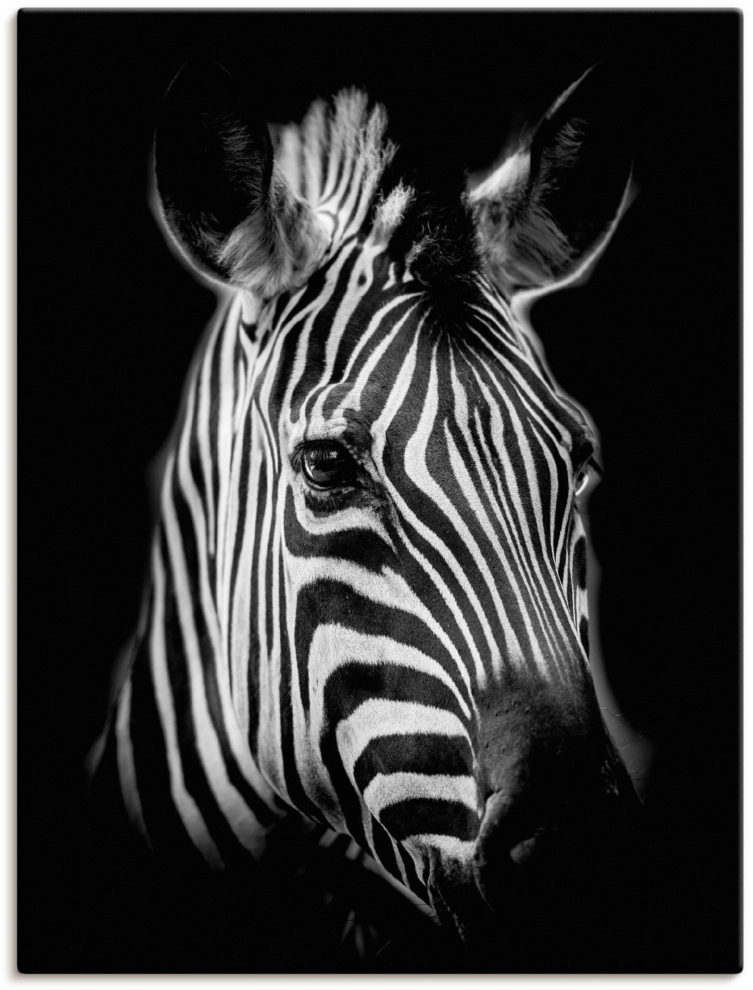 Artland Wandbild »Zebra« Zebra Bilder 1 Stk. tlg. als Alubild, Outdoorbild, günstig online kaufen