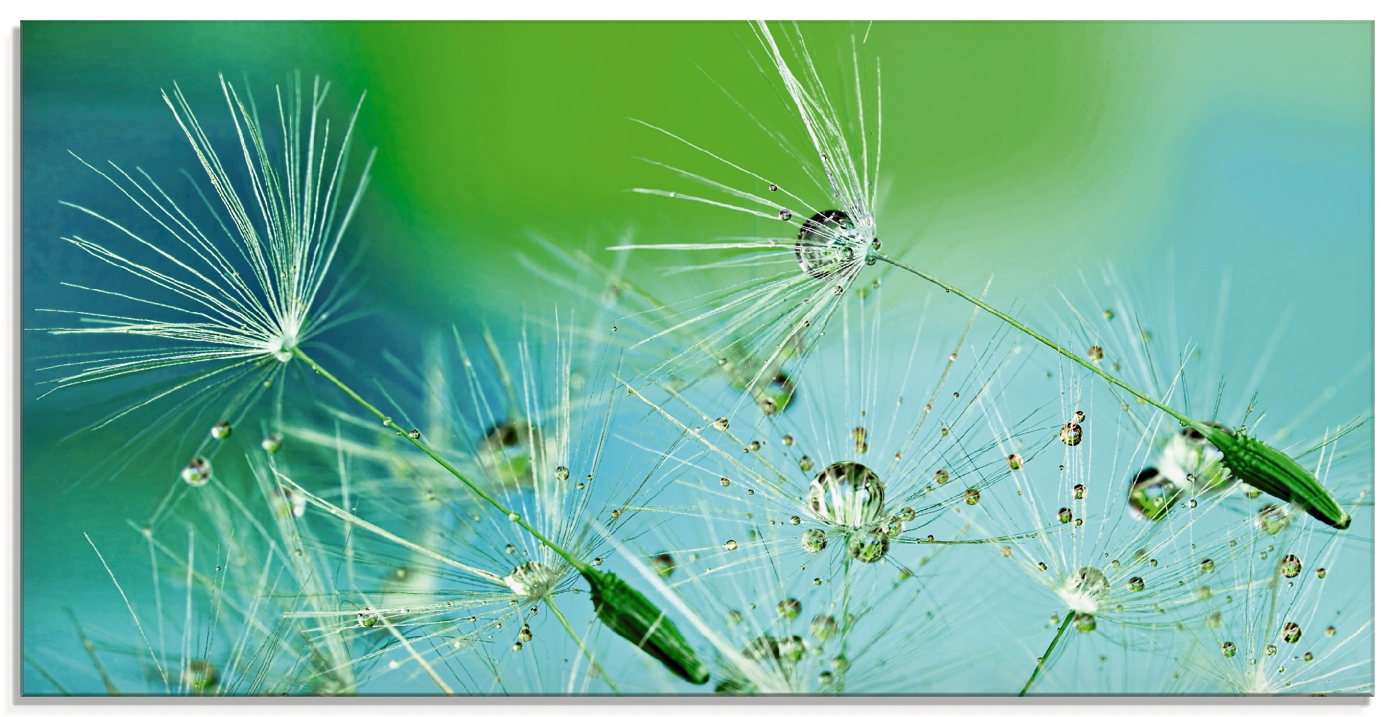 Artland Glasbild »Glitzernde Pustblumen mit Wassertropfen«, Blumen, (1 St.) günstig online kaufen