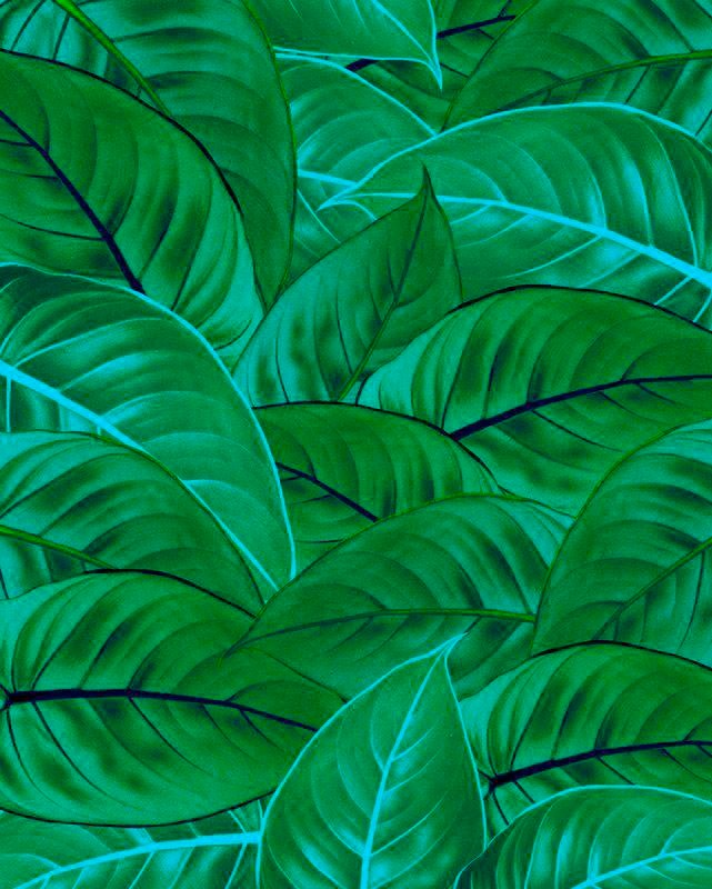 Komar Vliestapete »Digitaldruck Vlies - Jungle Leaves - Größe 200 x 250 cm« günstig online kaufen