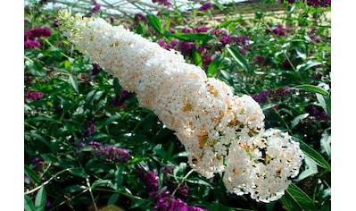 BCM Zierstrauch »Sommerflieder 'White Bouquet'«, (1 St.), Höhe: 50-60 cm kaufen