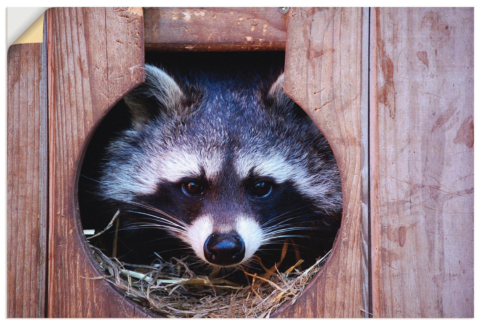 Artland Wandbild »Niedlicher kleiner Waschbär«, Wildtiere, (1 St.), als Lei günstig online kaufen