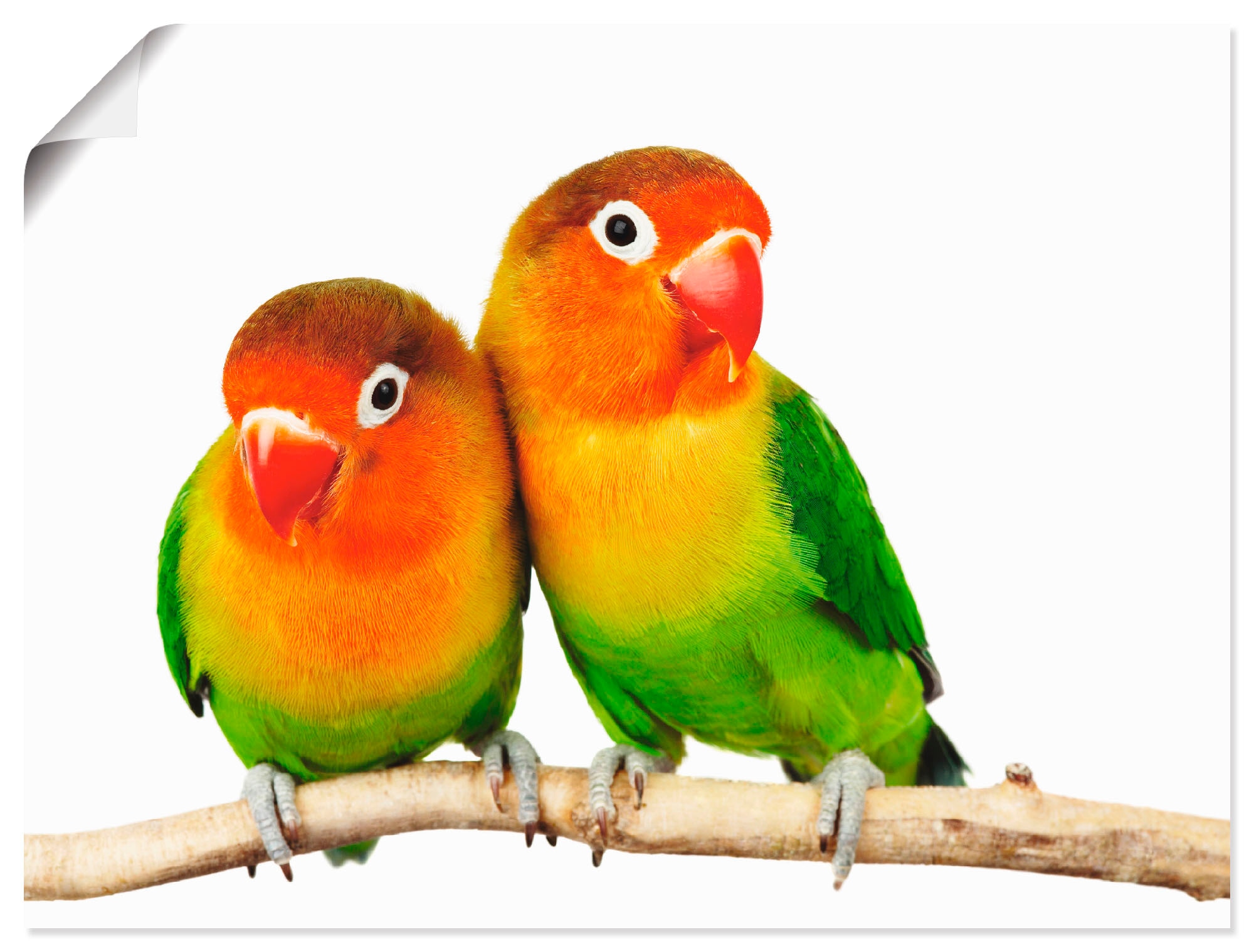 versch. Rechnung Grauköpfchen - Papageien«, in Wandaufkleber Leinwandbild, oder Artland auf Größen Wandbild Vögel, als (1 »Paar Alubild, von St.), bestellen Poster