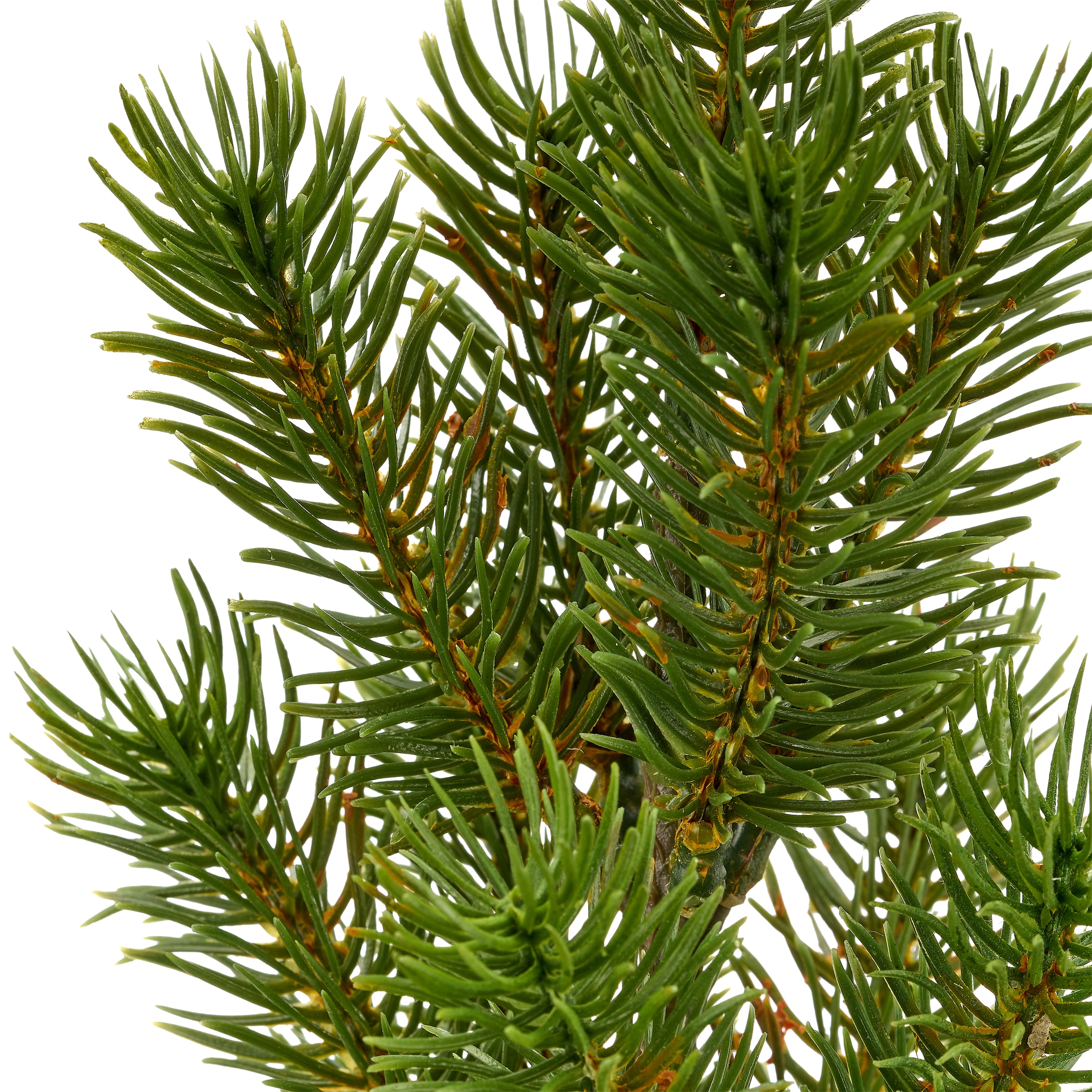 OTTO home Winterliche Kunstpflanze »Set aus Weihnachtsstern und Tannenbäumchen, im Übertopf« in naturgetreuer Ausführung