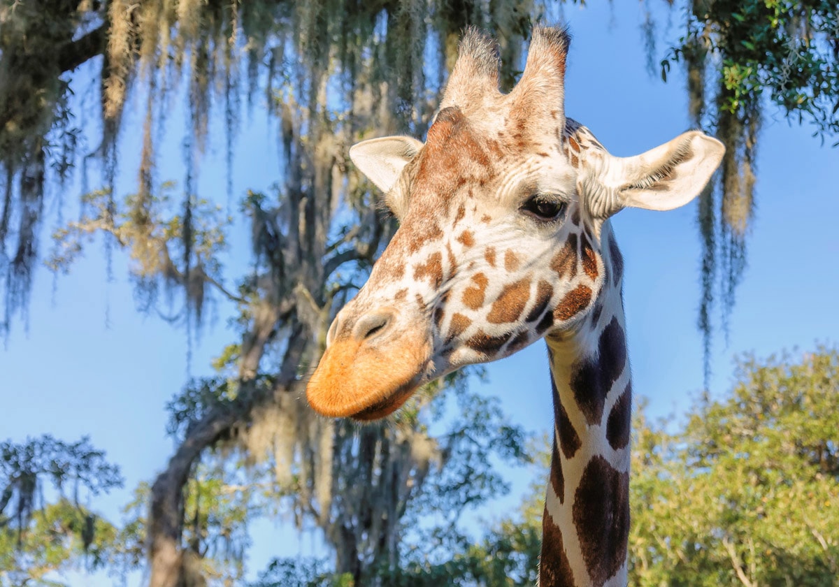 Papermoon Fototapete »Giraffe« günstig online kaufen