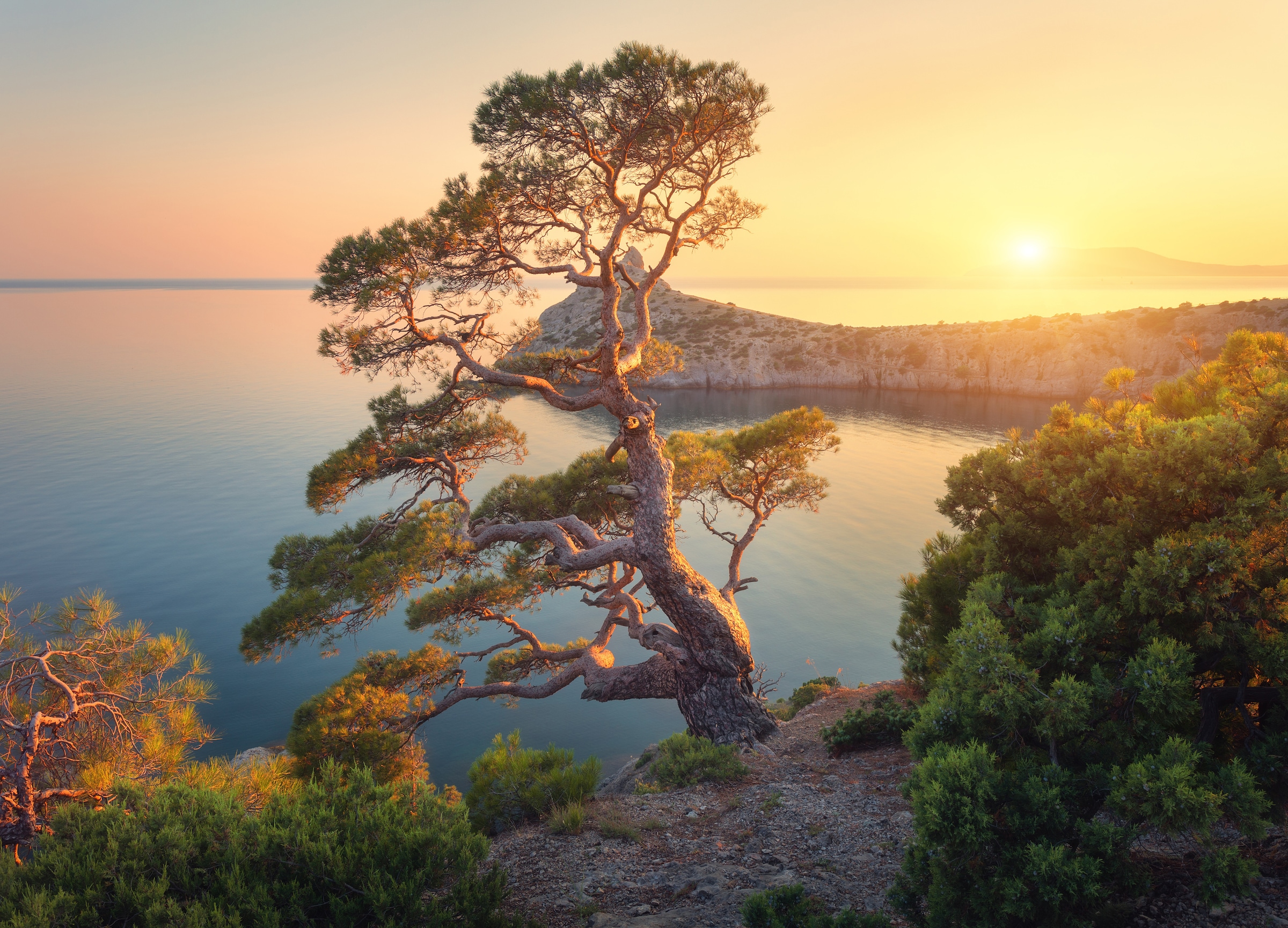 Papermoon Fototapete »Tree Mountain Sunset« glatt günstig online kaufen
