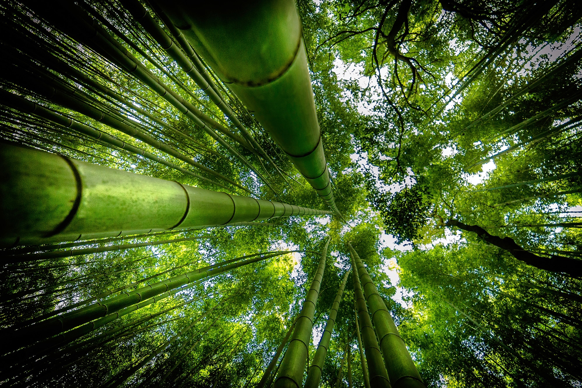 Papermoon Fototapete »Photo-Art DAVID ROS, ARASHIYAMA« günstig online kaufen