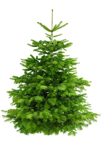 Weihnachtsbaum Guru Echter Weihnachtsbaum »Nordmanntanne, Weihnachtsdeko«,... kaufen