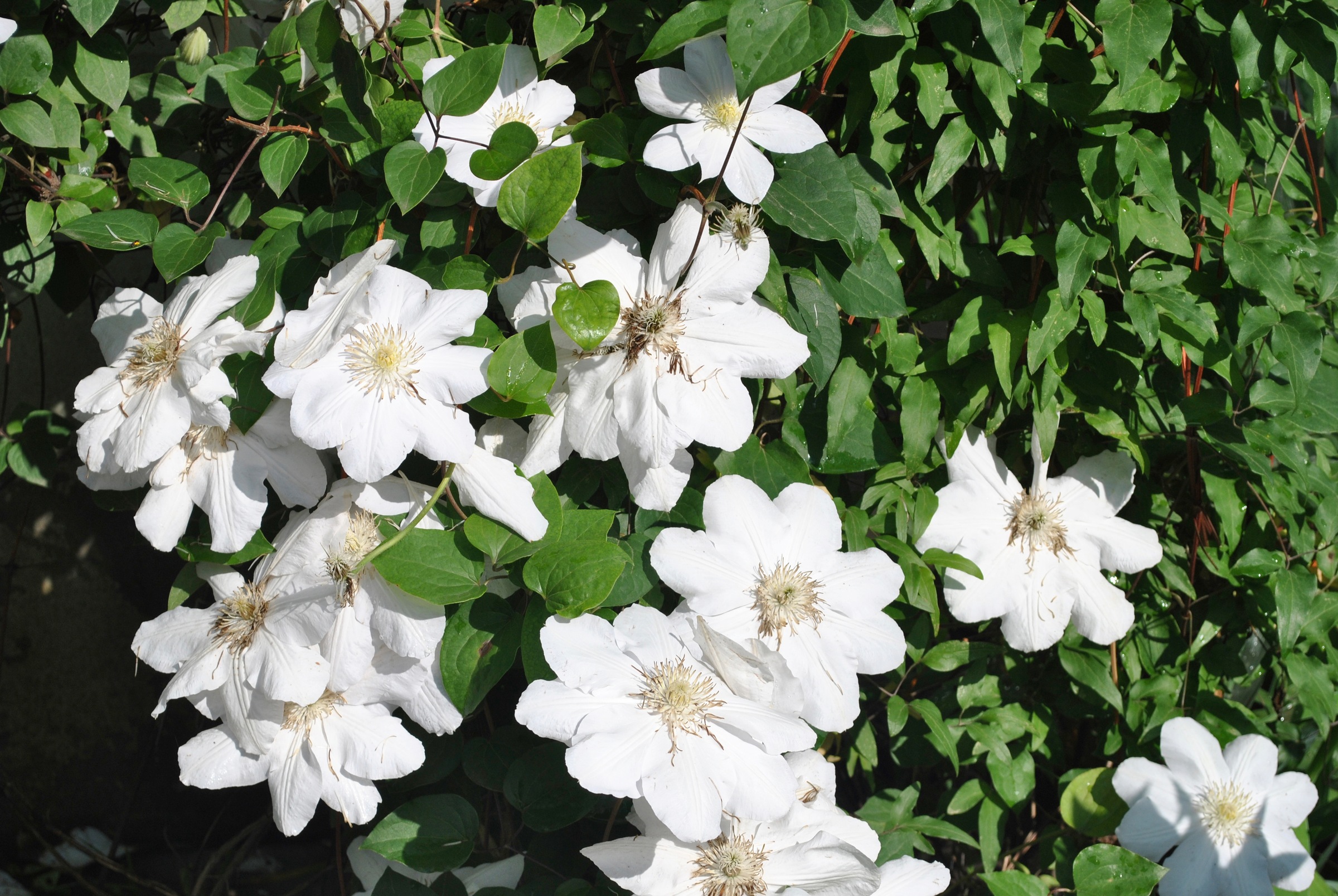 BCM Kletterpflanze »Waldrebe 'Apollonia'«, (1 St.), Höhe: 40-60 cm, 1 Pflanze kaufen
